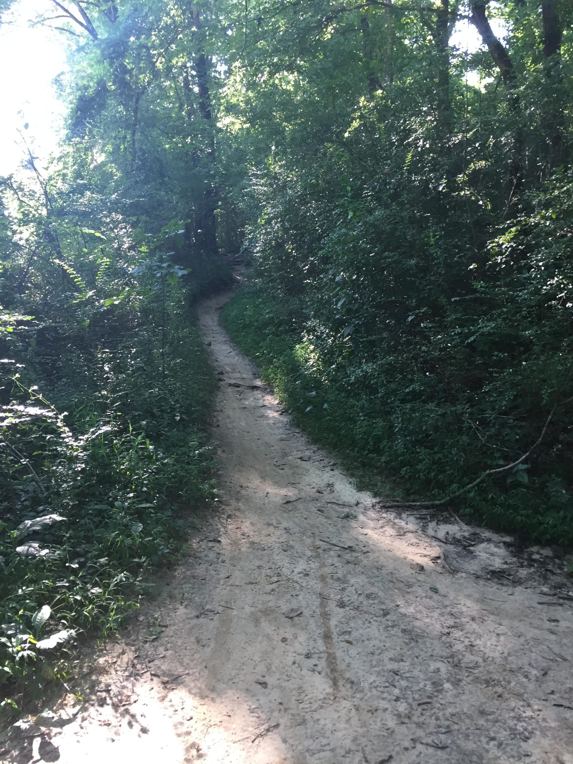 A winding dirt path surrounded by lush greenery and trees, leading through a forested area with dappled sunlight filtering through the leaves. Wolf River Trail mountain bike trail.