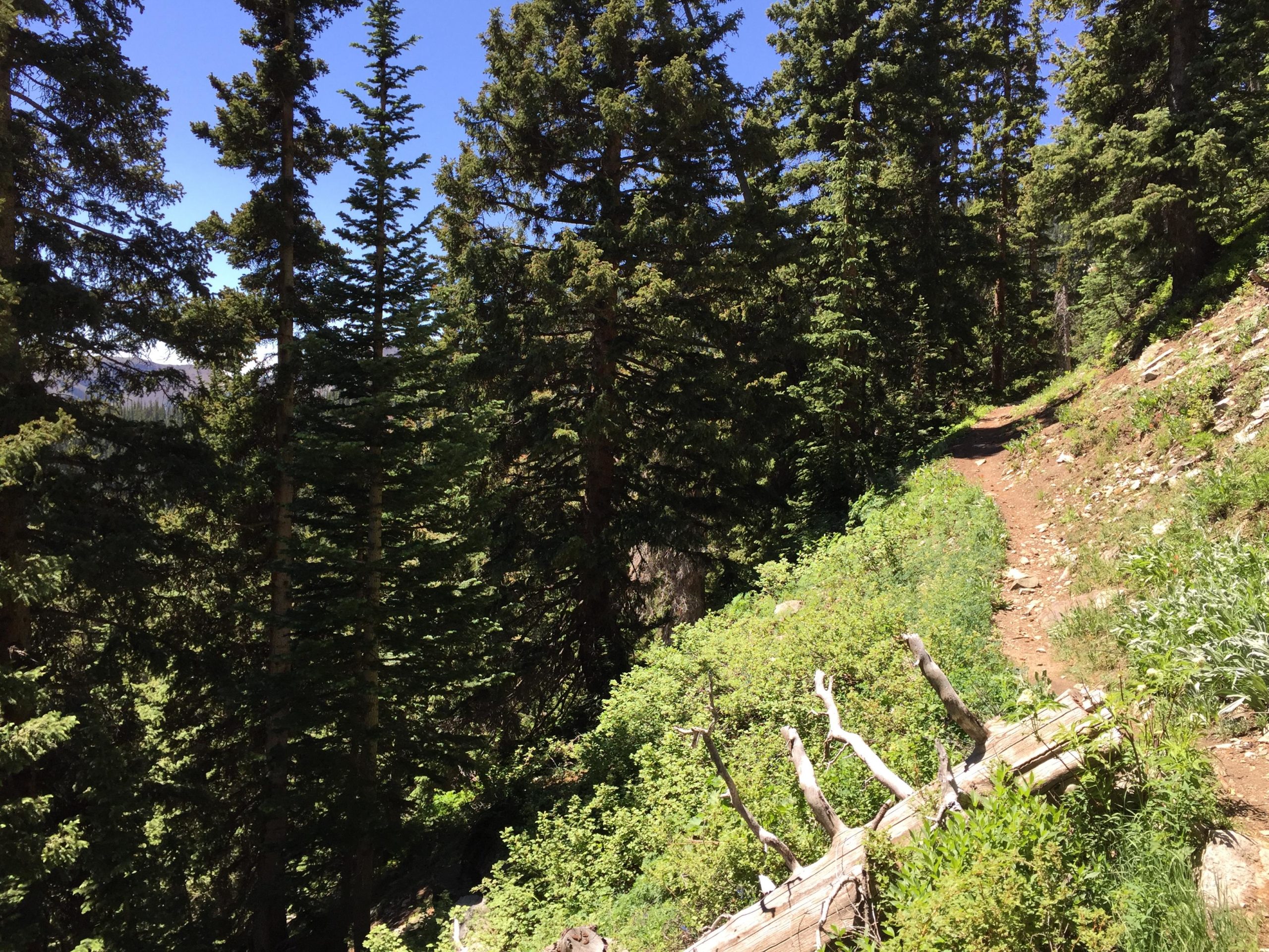 A winding dirt path through a lush forest, surrounded by tall evergreen trees and patches of greenery. A fallen log lies near the trail, and the sky above is clear and blue. Lost Lake to East Fork Loop mountain bike trail.