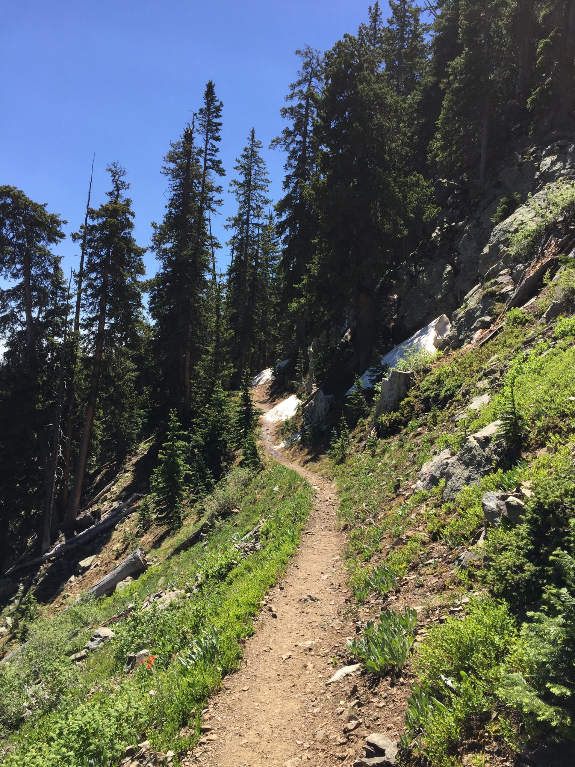 A scenic hiking trail meandering through a forested area, bordered by tall pine trees and patches of green vegetation, under a clear blue sky. Snow patches are visible along the hillside, indicating a mountainous environment. Lost Lake to East Fork Loop mountain bike trail.