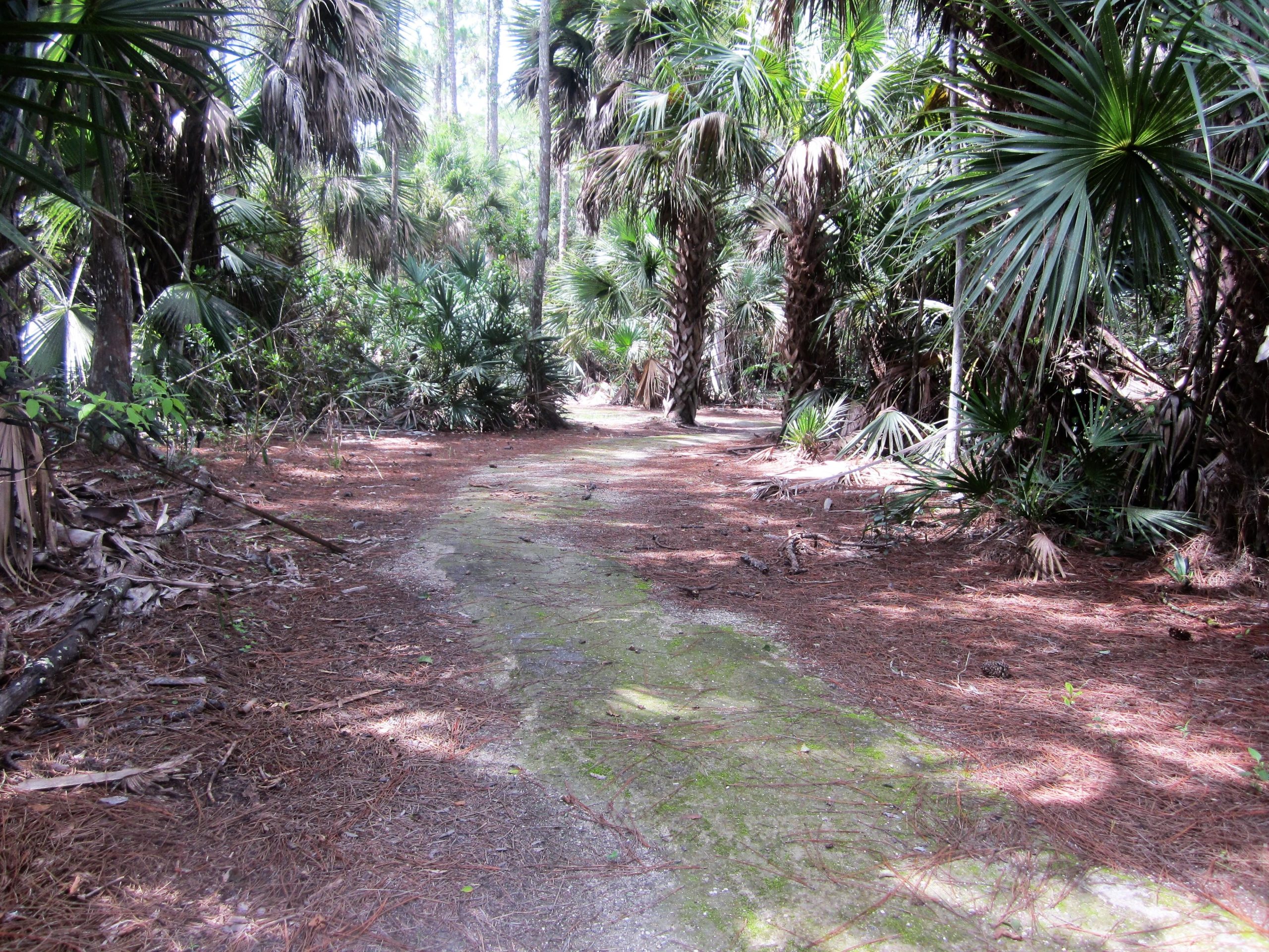 A narrow dirt path winds through a dense forest, surrounded by various palm trees and underbrush. The ground is covered with pine needles, and soft, dappled sunlight filters through the tree canopy above, creating a serene, natural atmosphere. Preservation Park mountain bike trail.
