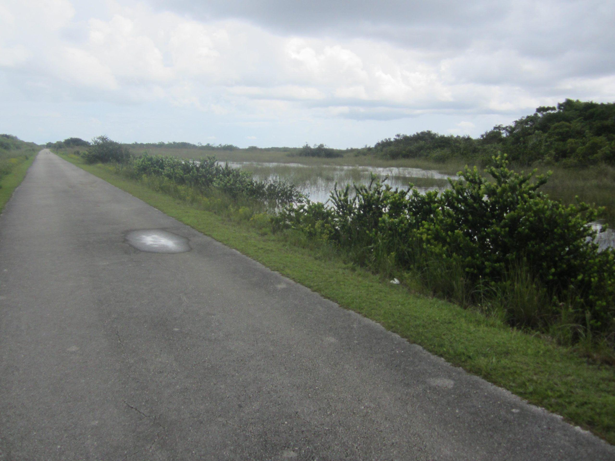 A scenic view of a paved pathway surrounded by lush greenery and a shallow body of water on one side, under a cloudy sky. The path leads into the distance, evoking a sense of tranquility in a natural setting. Shark Road Loop mountain bike trail.