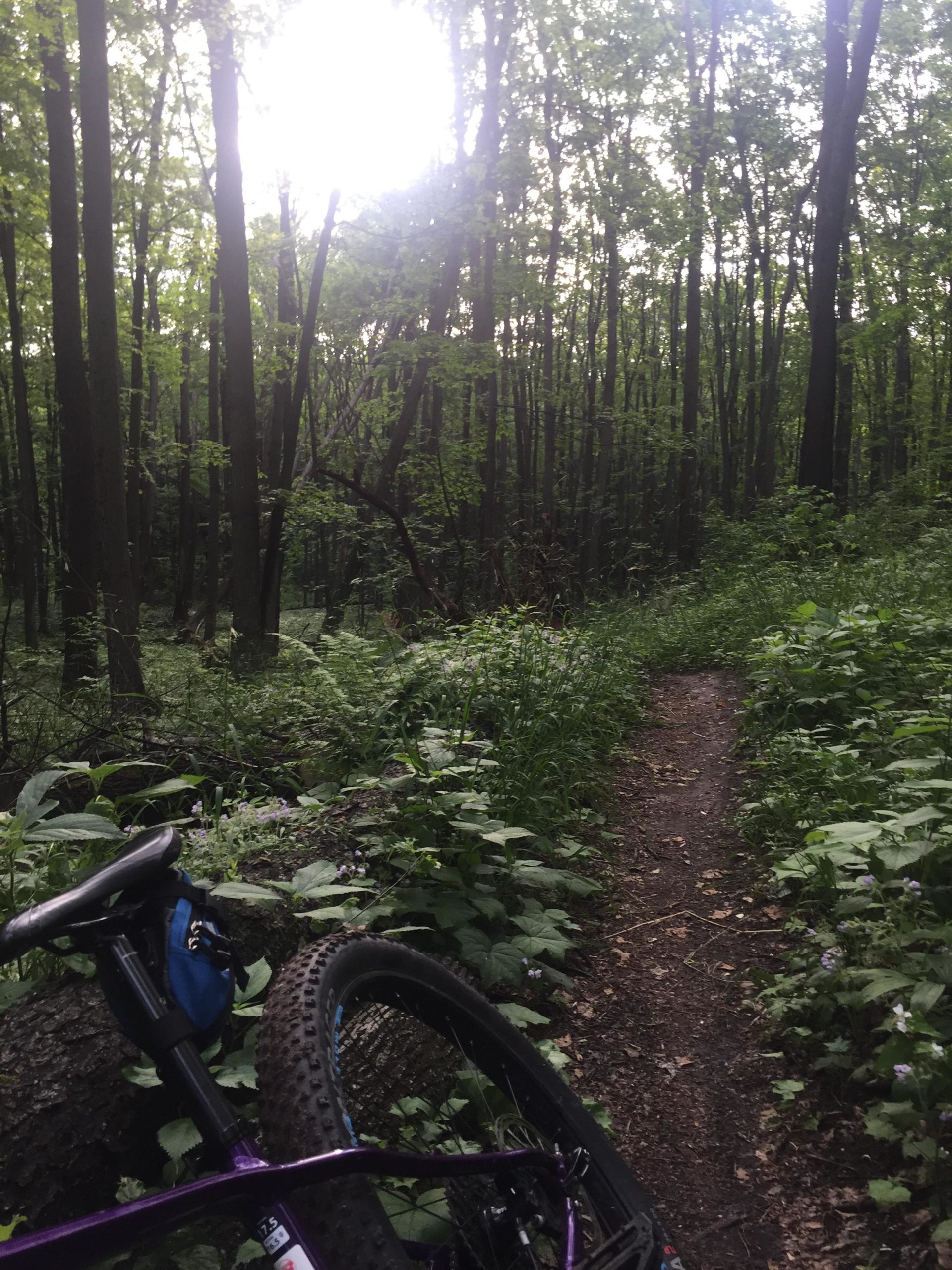 A mountain bike resting on a log beside a narrow dirt trail in a lush green forest. Sunlight filters through the dense tree canopy, illuminating the vibrant foliage and creating a serene outdoor atmosphere. Wildflowers and tall grass line the path, suggesting a peaceful spot for biking or hiking. Arcadia Dunes mountain bike trail.