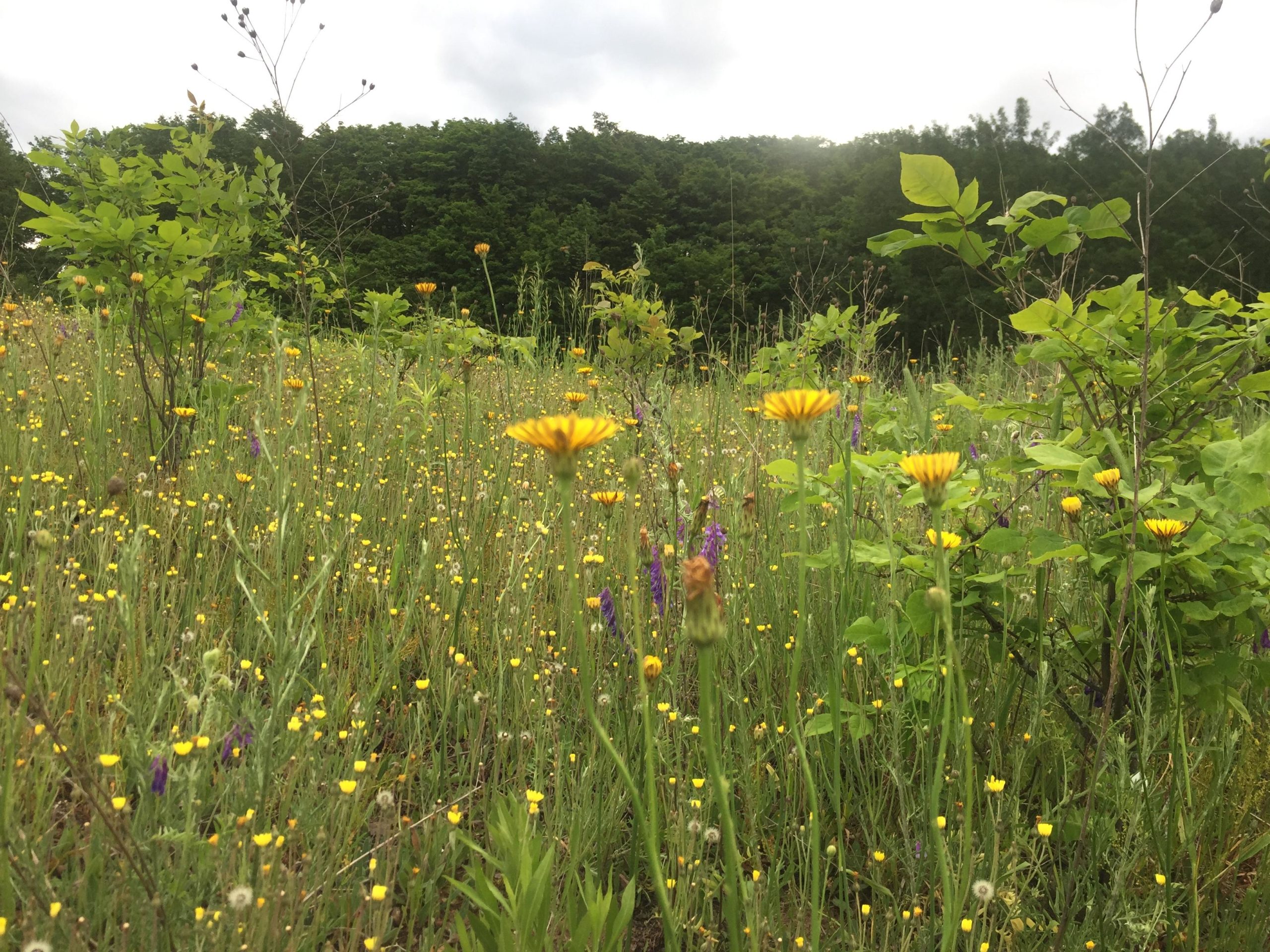 A vibrant wildflower meadow filled with yellow and purple flowers, lush green grasses, and bushes, set against a backdrop of dense trees under a cloudy sky. Arcadia Dunes mountain bike trail.