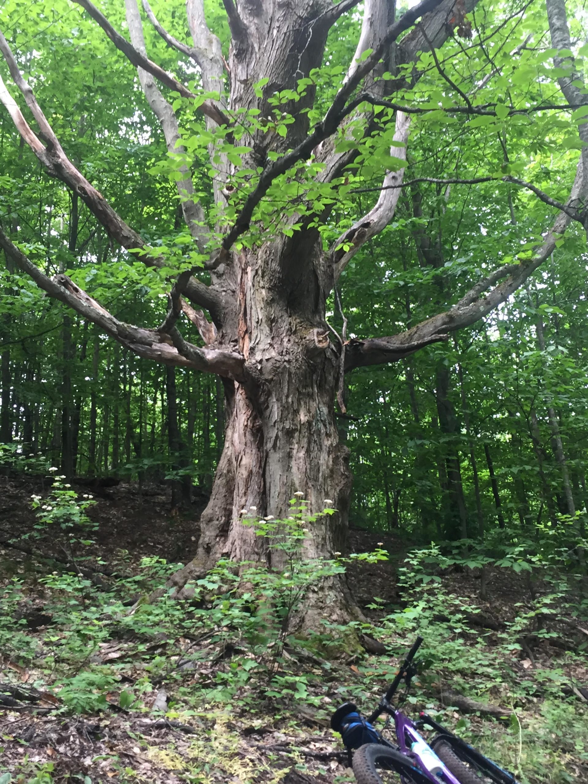 A large, old tree with a thick trunk and sprawling branches rises amidst a lush green forest. Bright green leaves adorn the branches, and the forest floor is covered in small plants and rocks. A bicycle rests to the right, partially obscured by foliage. Arcadia Dunes mountain bike trail.