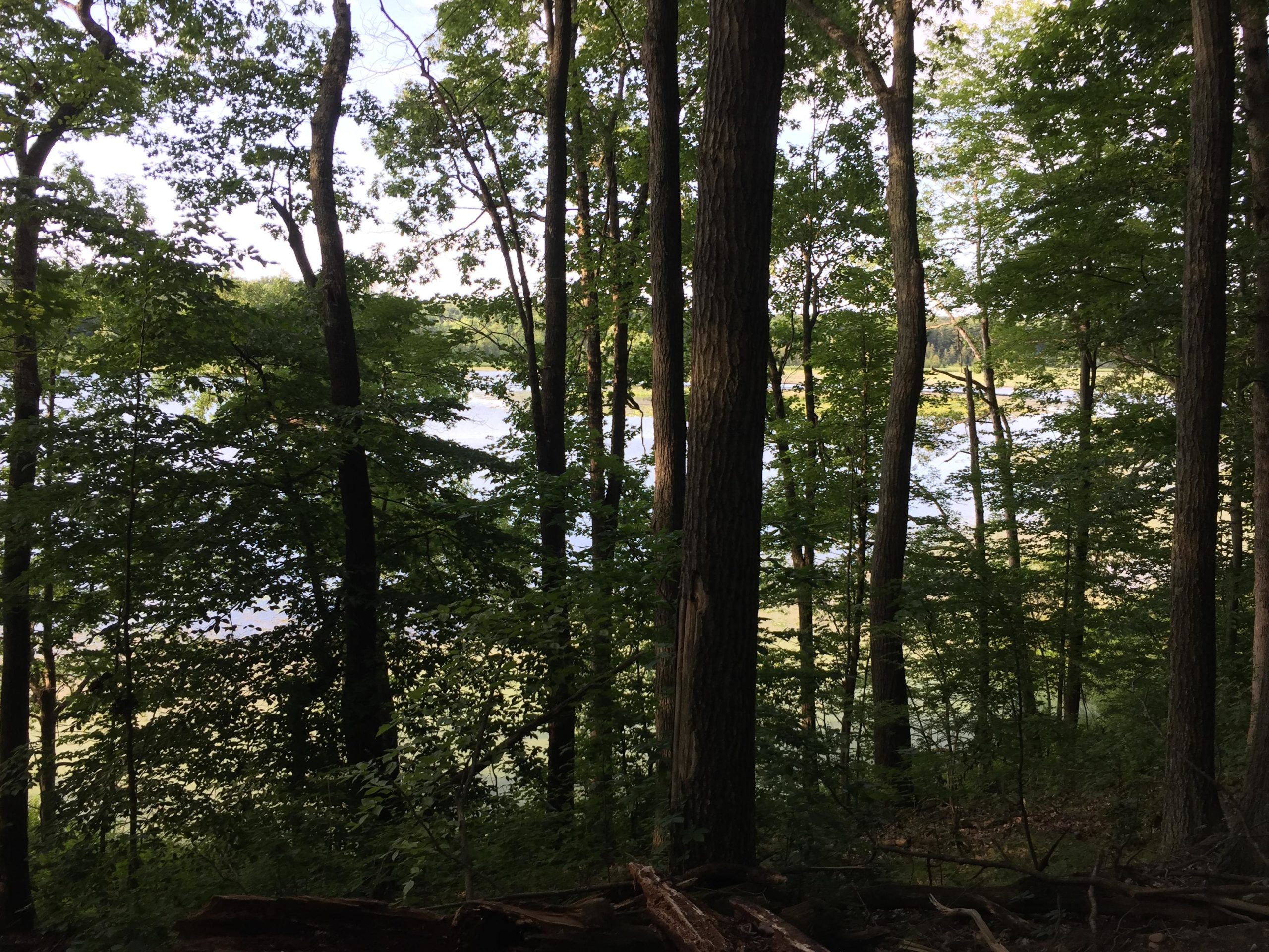 A serene view of a calm body of water partially obscured by lush green trees. The scene captures the tranquility of nature, with sunlight filtering through the leaves, creating a peaceful atmosphere. Hammond Hill mountain bike trail.