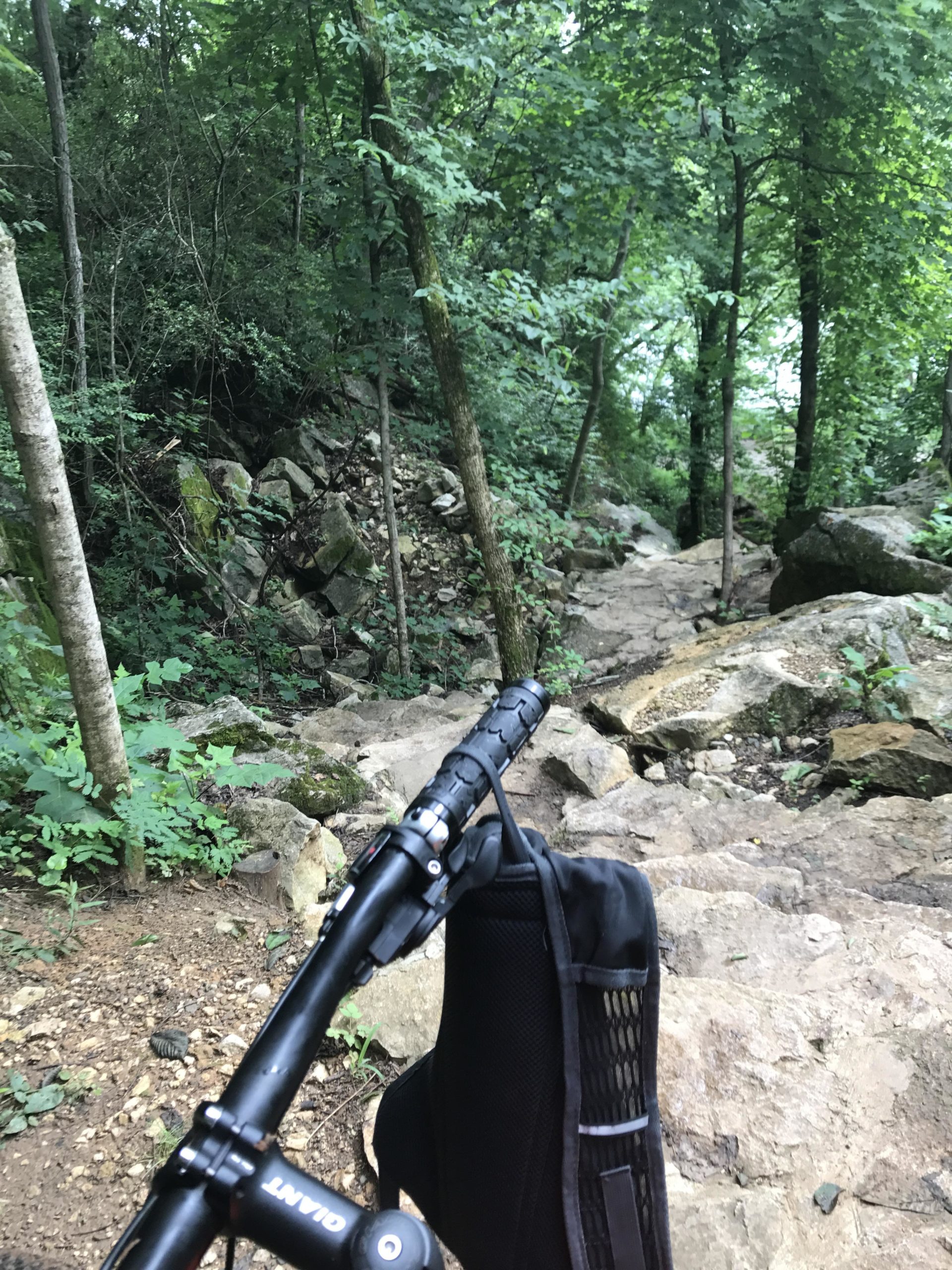 Alt text: A close-up view of a mountain bike resting on rocky terrain, with a steep, uneven path leading downward through a dense forest of green trees and bushes. Ijams Nature Centre mountain bike trail.