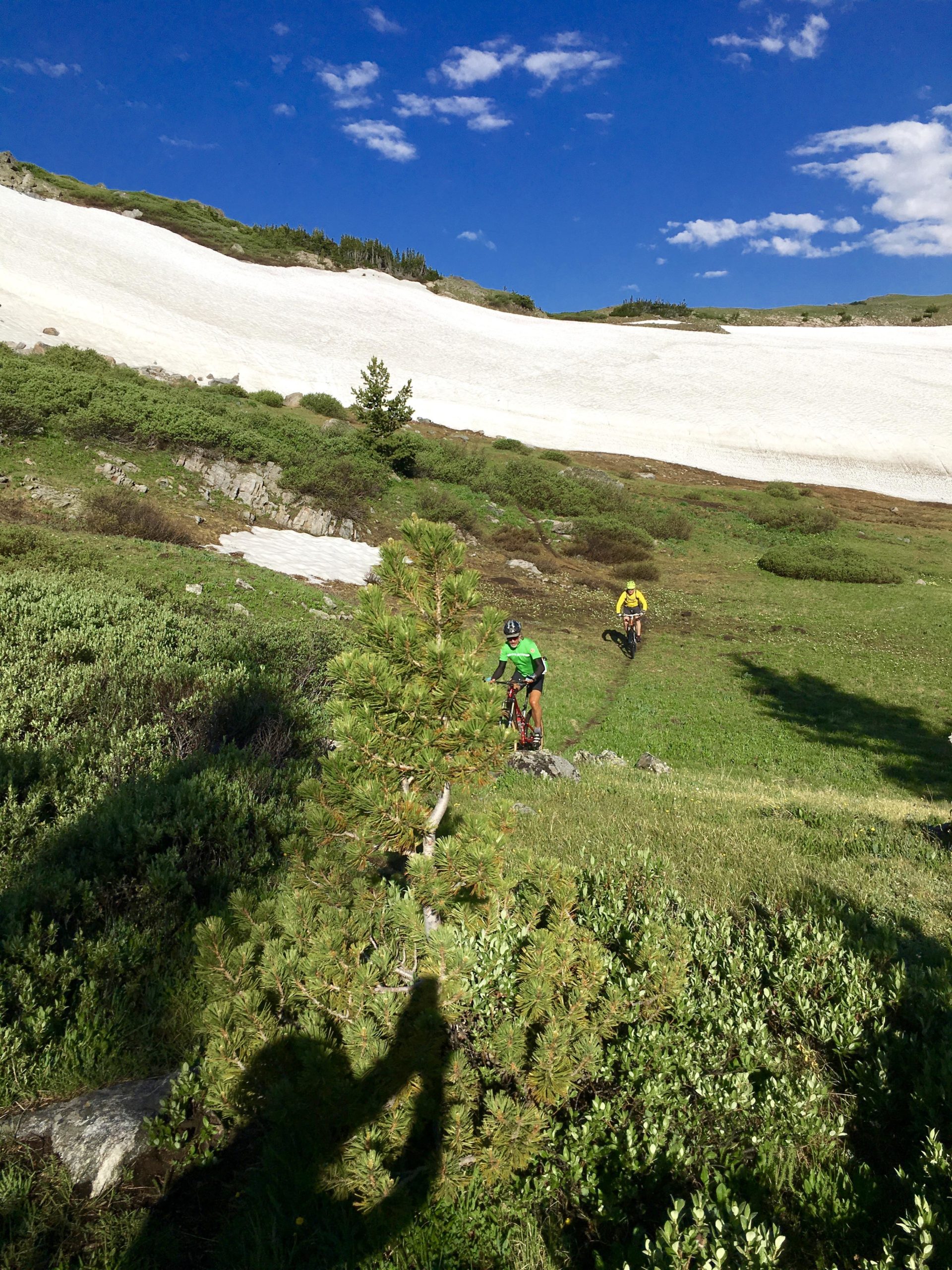 Two mountain bikers navigate a grassy trail surrounded by greenery and patches of snow. The scene is set against a bright blue sky with fluffy white clouds. A small tree and stones are visible in the foreground, casting shadows on the vibrant landscape. Line Creek Plateau mountain bike trail.