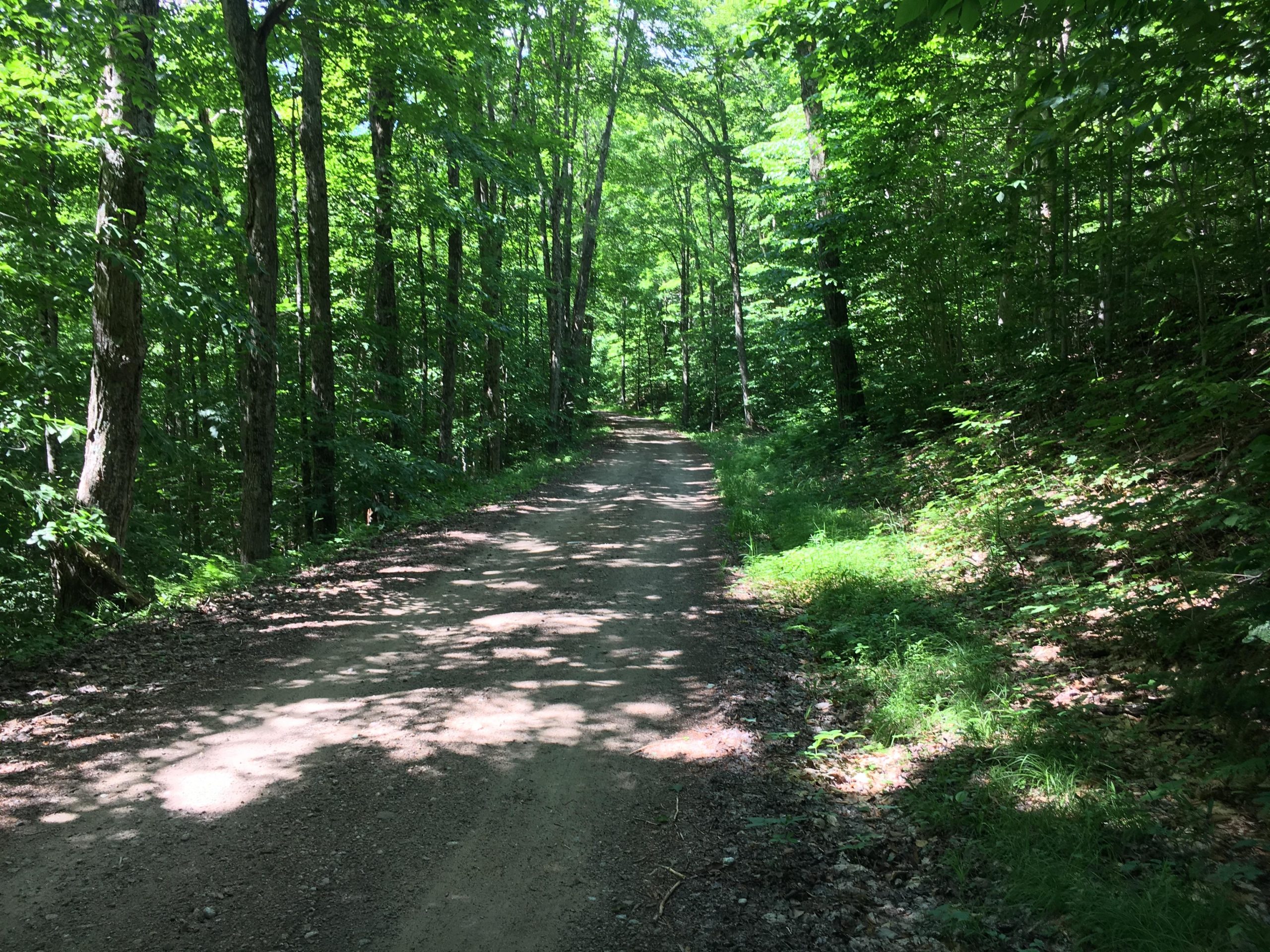 A dirt path winding through a lush, green forest, surrounded by tall trees and dappled sunlight filtering through the leaves. The scene evokes a sense of tranquility and nature. Tobie Trail mountain bike trail.