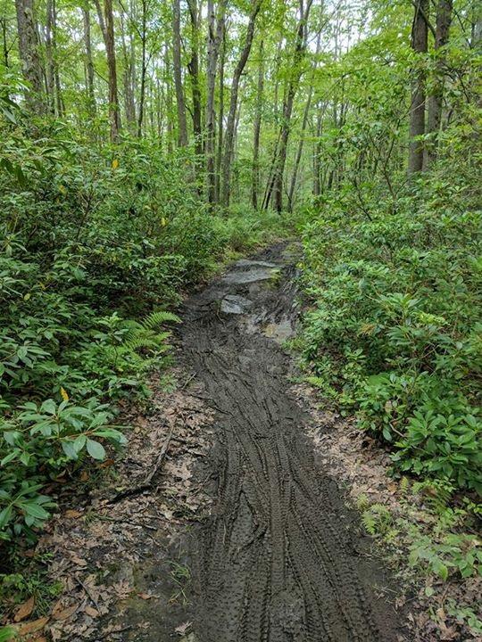 A narrow, muddy trail winding through a lush green forest. The pathway shows tire tracks and is surrounded by dense foliage, including bushes and young trees. Bright green leaves and patches of sunlight filter through the canopy above, creating a serene, natural environment. Big Bear Lake Trail Center mountain bike trail.
