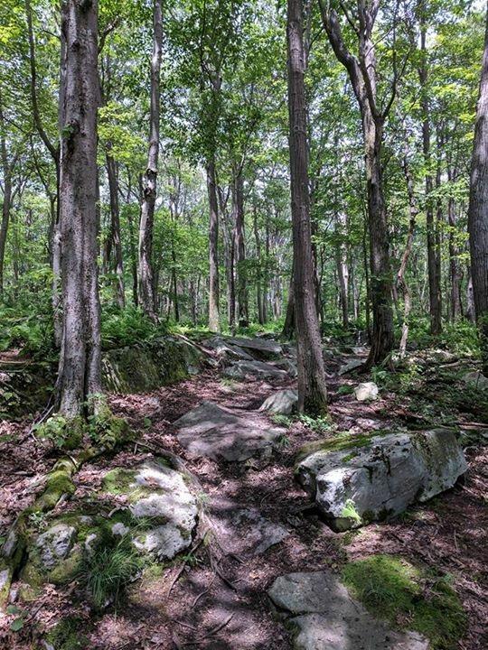 A serene forest landscape featuring tall trees, dappled sunlight filtering through the leaves, and a rocky, uneven path winding through the greenery. The ground is covered in leaves and moss, with large boulders scattered throughout, creating a tranquil and natural setting. Big Bear Lake Trail Center mountain bike trail.