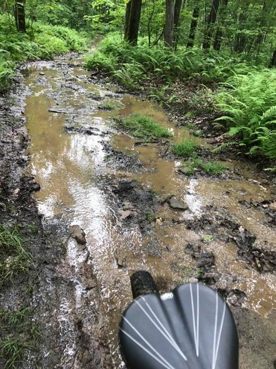 A muddy trail with a puddle reflecting the surrounding greenery, flanked by ferns and trees, viewed from the perspective of a bike saddle. Big Bear Lake Trail Center mountain bike trail.