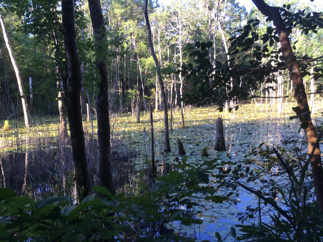 A serene wetland scene featuring a body of water covered with lily pads, surrounded by trees and marsh vegetation. The image captures the tranquility of the natural environment with sunlight filtering through the leaves and reflecting on the water's surface. Brunswick Nature Park mountain bike trail.