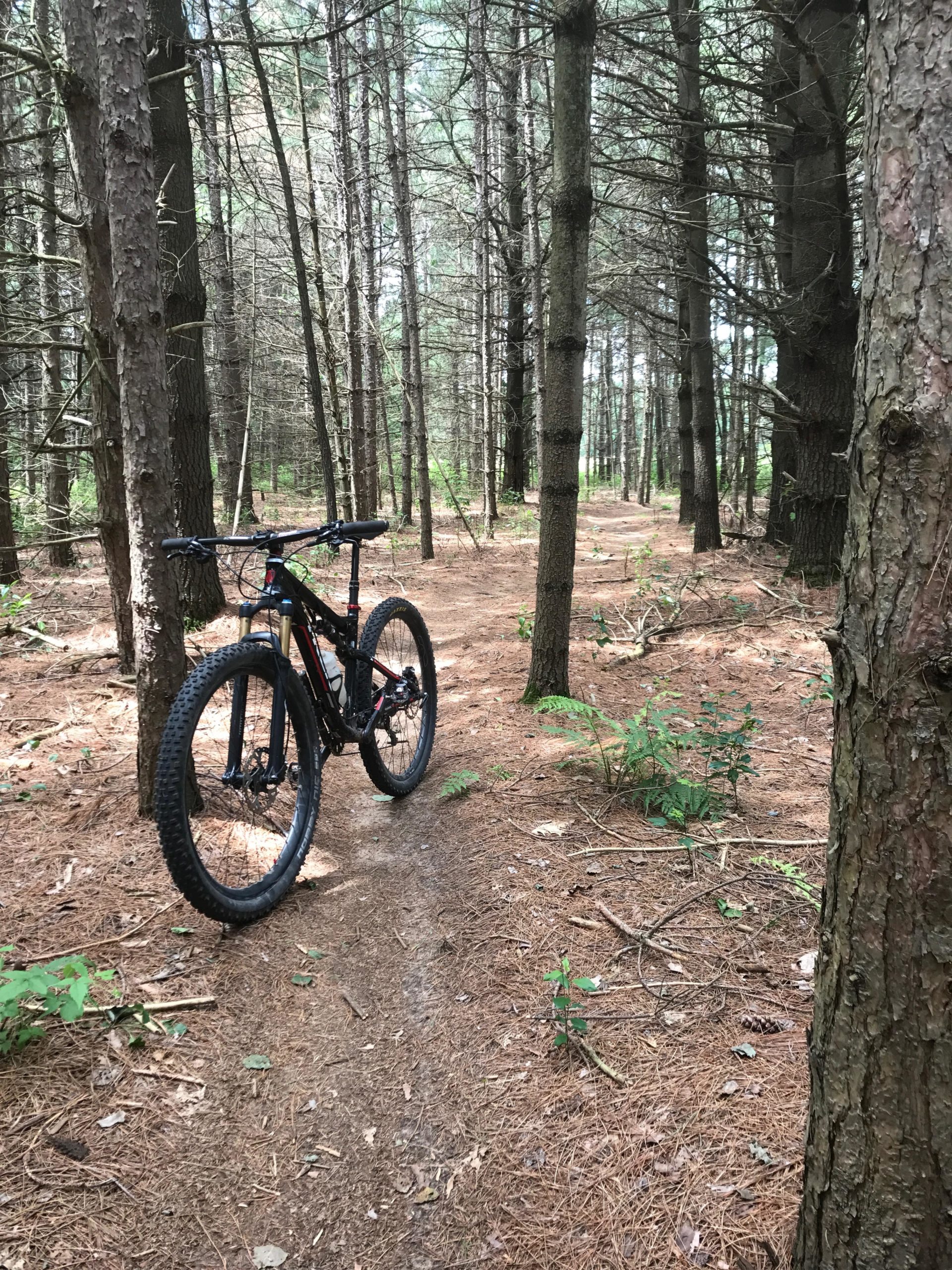 A mountain bike parked on a dirt trail winding through a dense forest, surrounded by tall trees and fallen pine needles. Sunlight filters through the branches, illuminating the path ahead. Lowes Creek mountain bike trail.