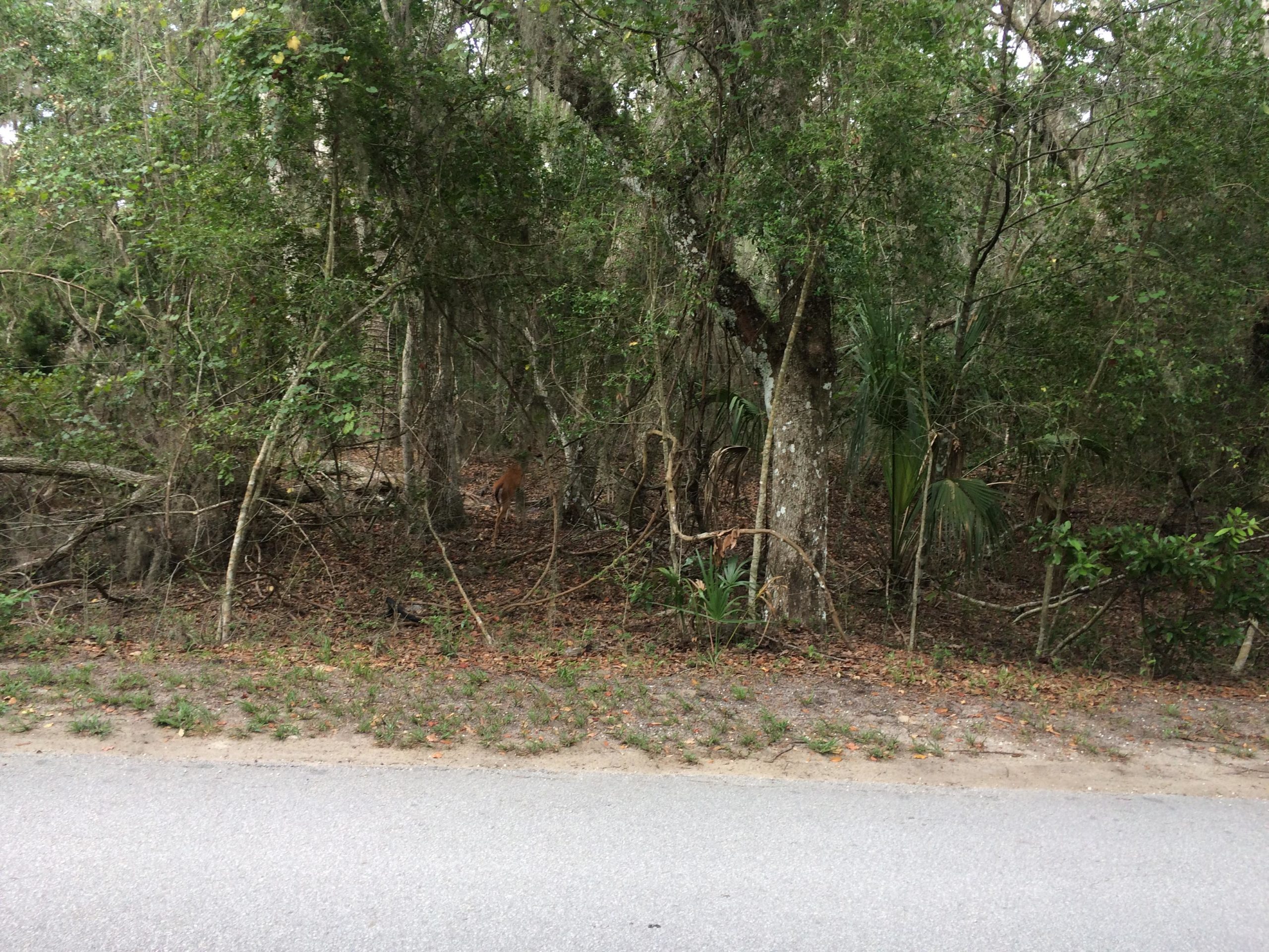 A wooded area with dense greenery, including trees and shrubs. The foreground features a gravel road, while the background shows a hint of an animal, possibly a deer, partially obscured by the foliage. Ft. Clinch State Park mountain bike trail.