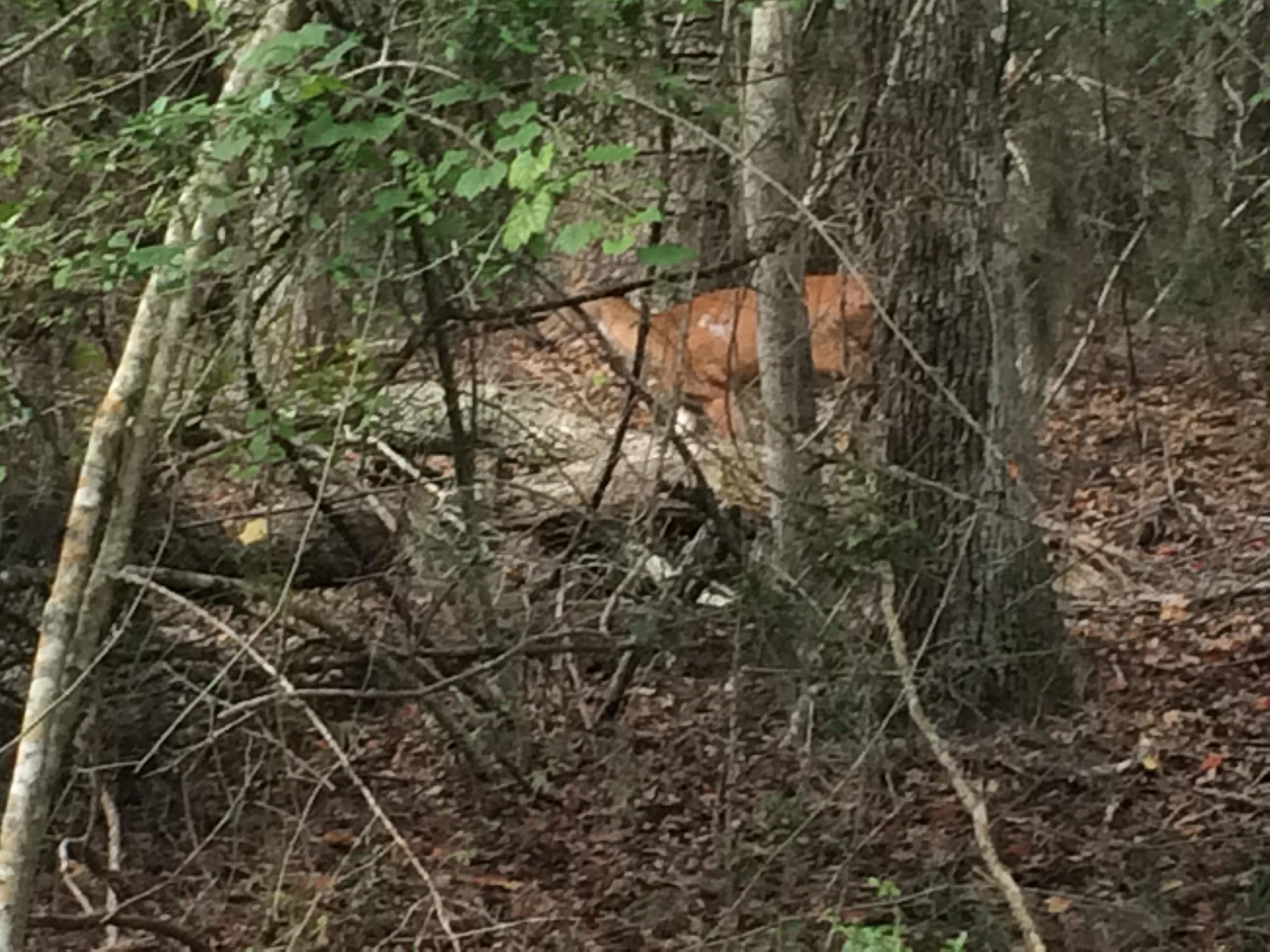 A deer partially obscured by trees and bushes in a wooded area, with foliage and fallen branches surrounding it. Ft. Clinch State Park mountain bike trail.