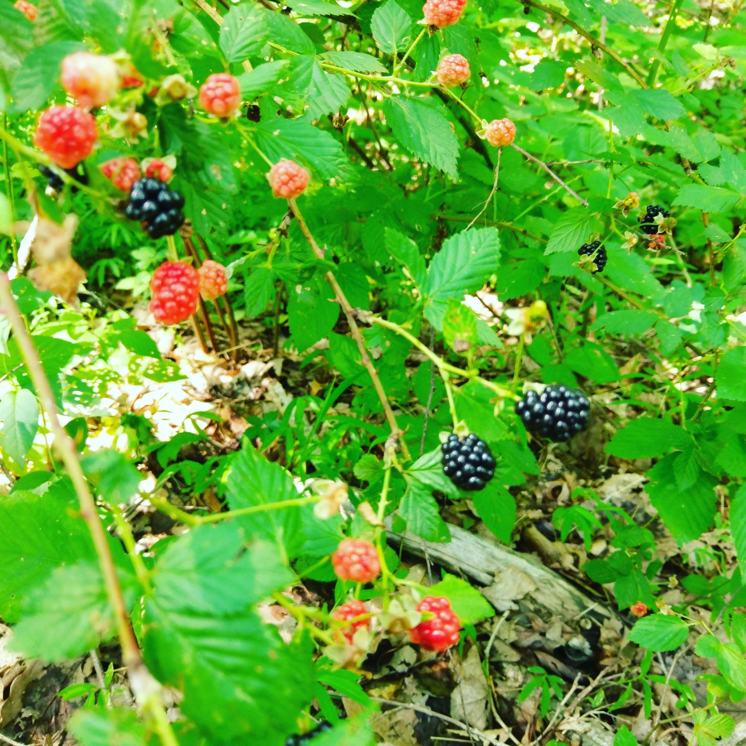 A cluster of bright red and ripe blackberries growing among lush green leaves in a sunny, natural setting. Kanawha State Forest Trails mountain bike trail.