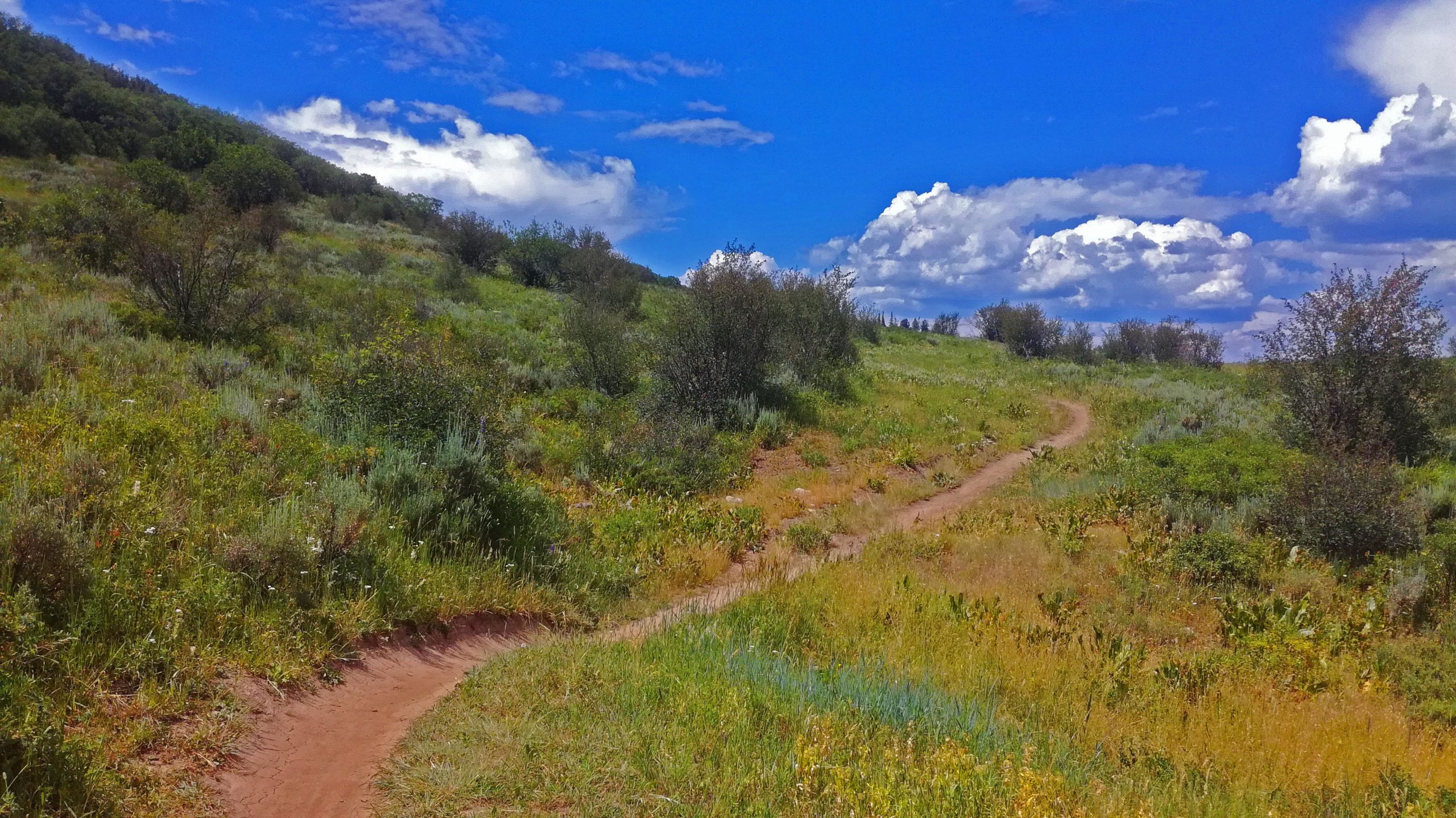 A winding dirt path meanders through a lush green hillside, surrounded by vibrant wildflowers and shrubs under a bright blue sky with fluffy white clouds. The scene captures a tranquil and inviting outdoor landscape, ideal for hiking or exploring nature. Emerald Mountain mountain bike trail.
