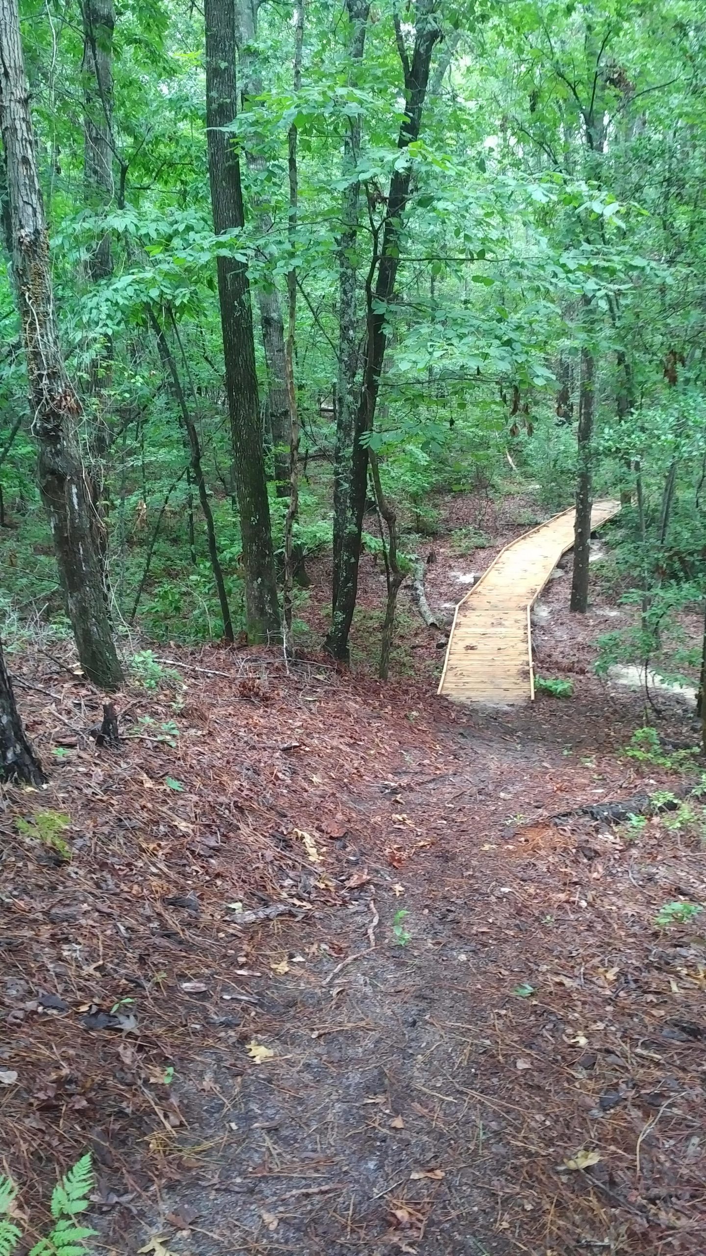 A winding wooden path leads through a lush green forest, surrounded by tall trees and rich foliage. The ground is covered in brown pine needles and scattered leaves, creating a natural earthy ambiance. Palmetto Trail (Gate 5) mountain bike trail.