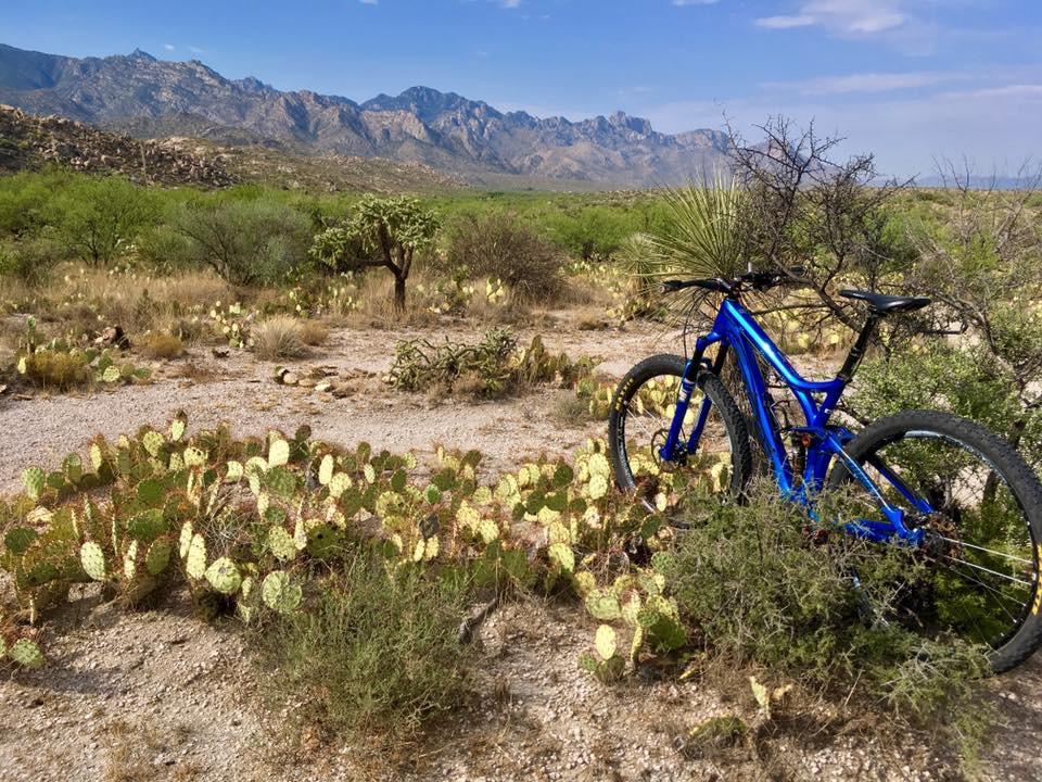 A blue mountain bike parked amidst desert vegetation, including various cacti and shrubs, with a mountainous landscape in the background under a clear blue sky. 50-year Trail / Golder Ranch mountain bike trail.