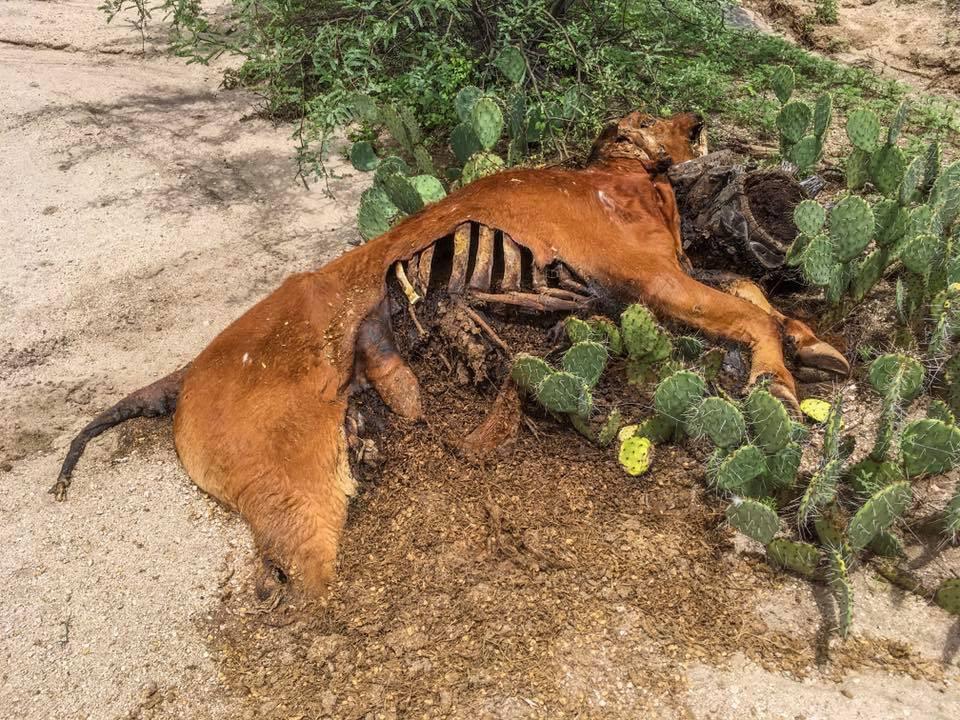 A deceased brown animal, partially decomposed, lying on the ground surrounded by cactus plants and vegetation. 50-year Trail / Golder Ranch mountain bike trail.