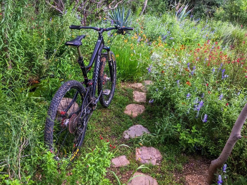 A mountain bike leaning against a tree along a rocky path surrounded by lush greenery and colorful wildflowers. 50-year Trail / Golder Ranch mountain bike trail.