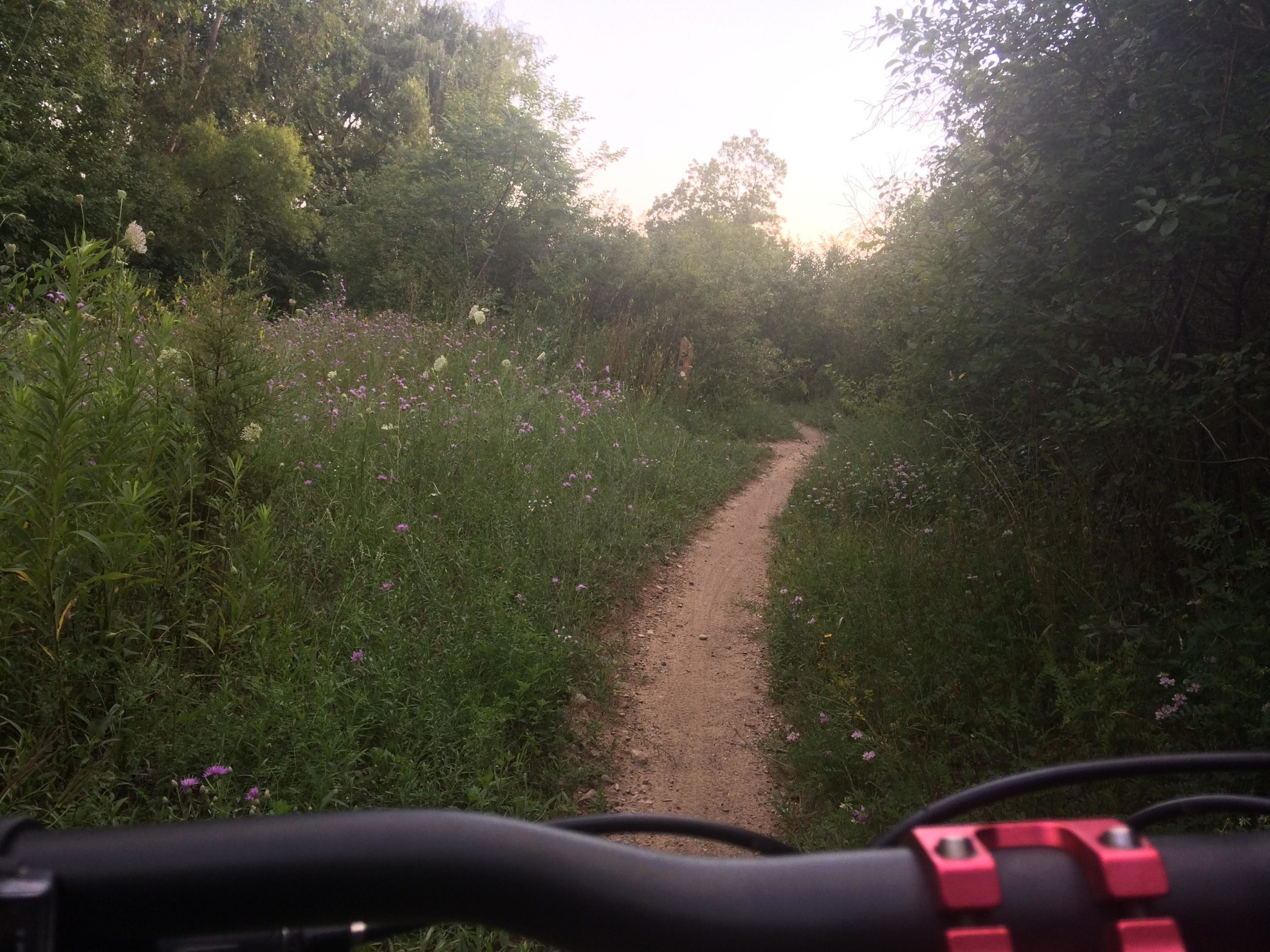 A dirt trail winding through a green landscape filled with wildflowers, viewed from the perspective of a bicycle handlebar. The surrounding foliage is lush, with trees and plants lining both sides of the path. Olson Park mountain bike trail.