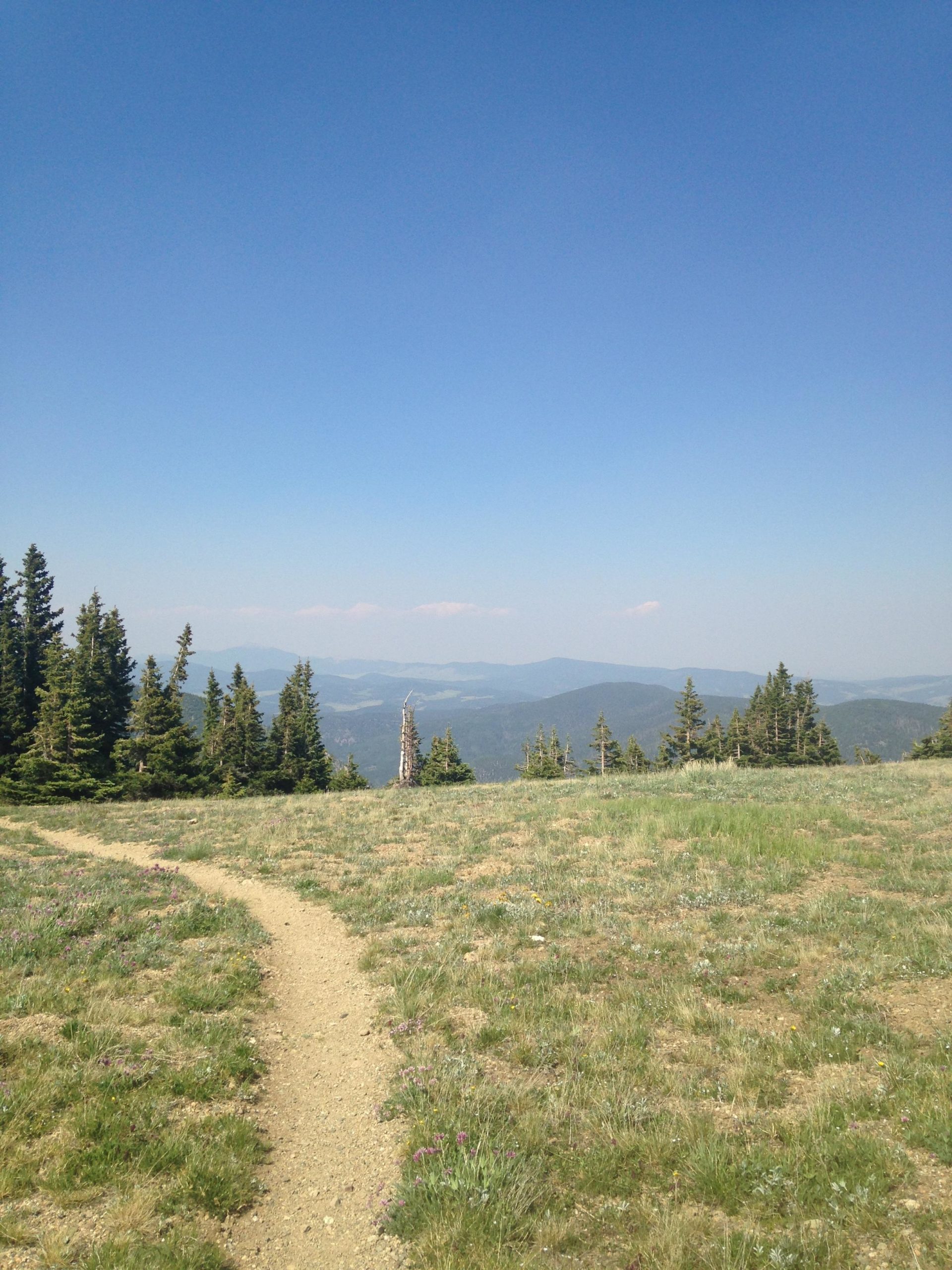 A wide panoramic view of a mountainous landscape under a clear blue sky, featuring a winding dirt path leading through grassy terrain dotted with small wildflowers. Evergreen trees are visible on either side, with distant mountains fading into the background. Northside At Taos Ski Valley mountain bike trail.