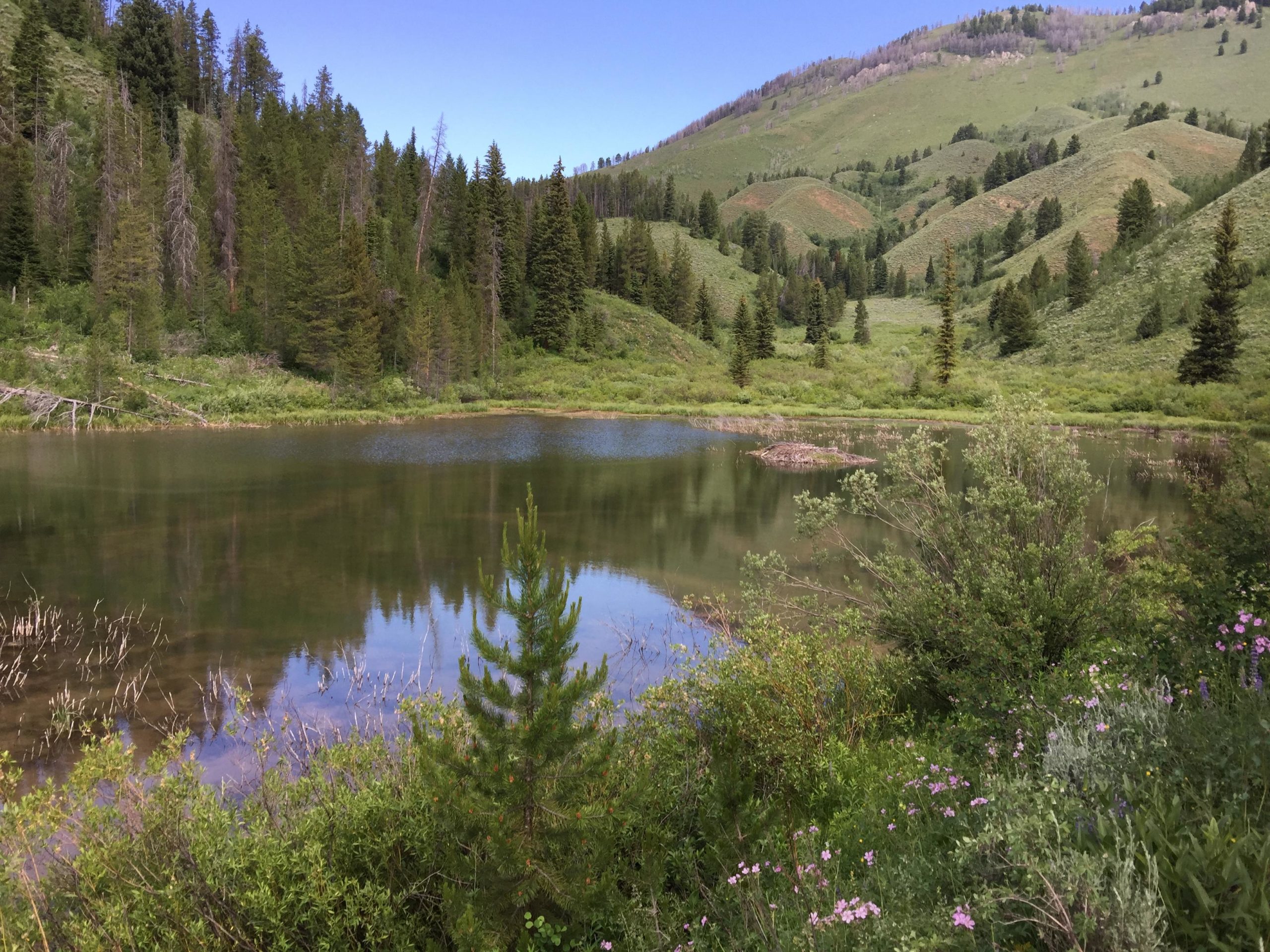 A serene landscape featuring a calm pond surrounded by lush greenery and coniferous trees. Rolling hills rise in the background, dotted with patches of foliage. Wildflowers bloom along the water's edge, reflecting the clear blue sky above. Cache Creek - Game Creek Loop mountain bike trail.