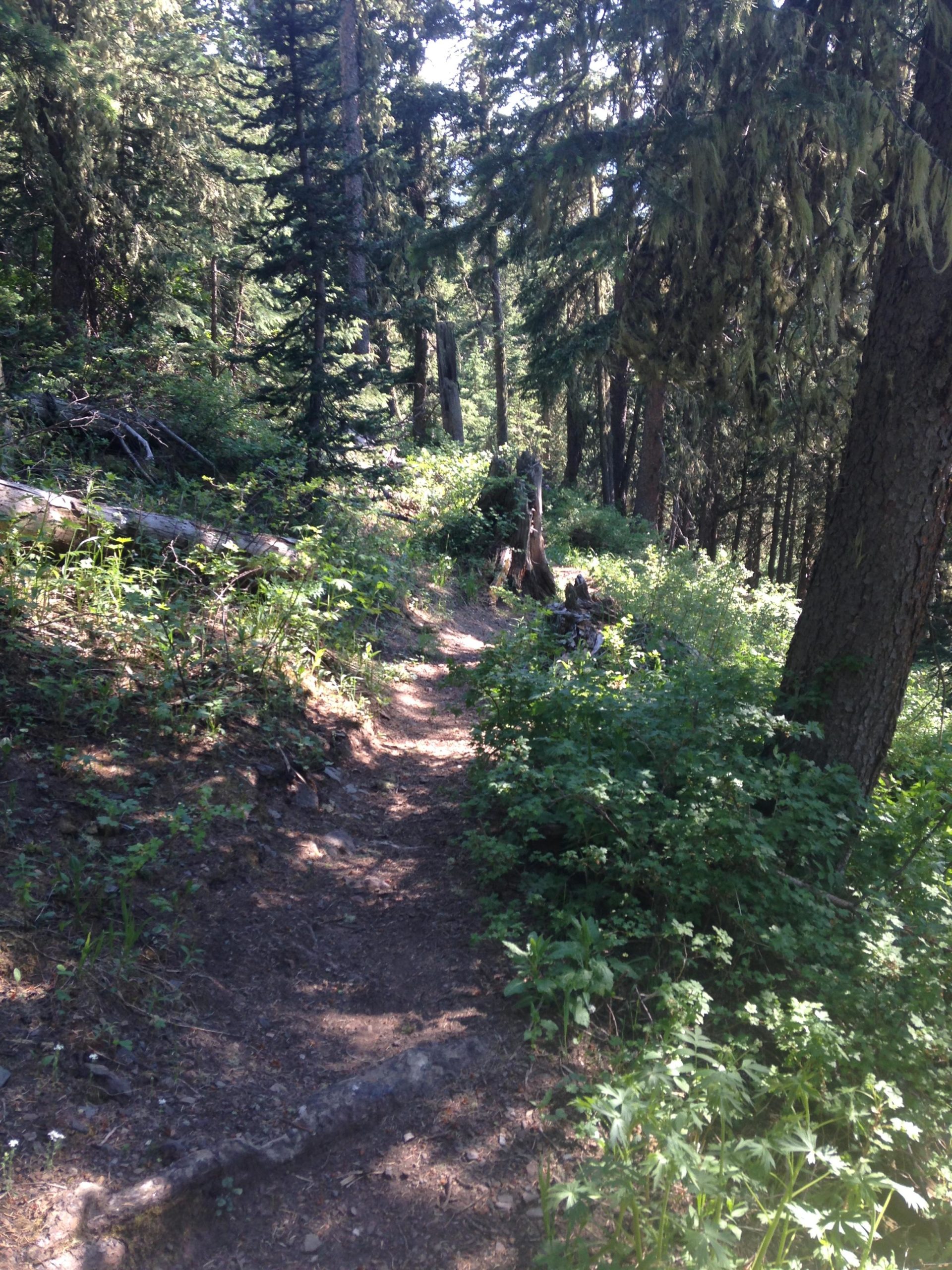 A narrow dirt path winding through a dense forest, surrounded by tall trees and lush green undergrowth, under a bright blue sky. Steam Engine Trail mountain bike trail.