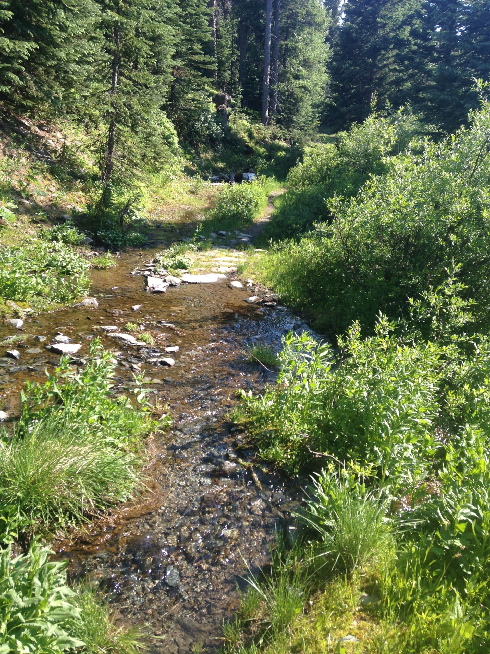 A serene forest scene featuring a winding stream surrounded by lush greenery and trees. Sunlight reflects off the water, and smooth stones are visible along the bank, creating a peaceful natural landscape. Northside At Taos Ski Valley mountain bike trail.