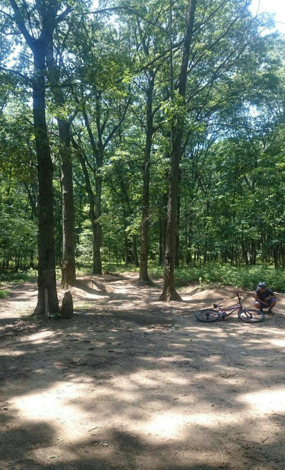 A sunlight-drenched forest path featuring tall trees and a dirt bike trail. A person in cycling gear is crouched next to a mountain bike on the ground, inspecting the bike while the trail winds through the trees. Frost Woods mountain bike trail.