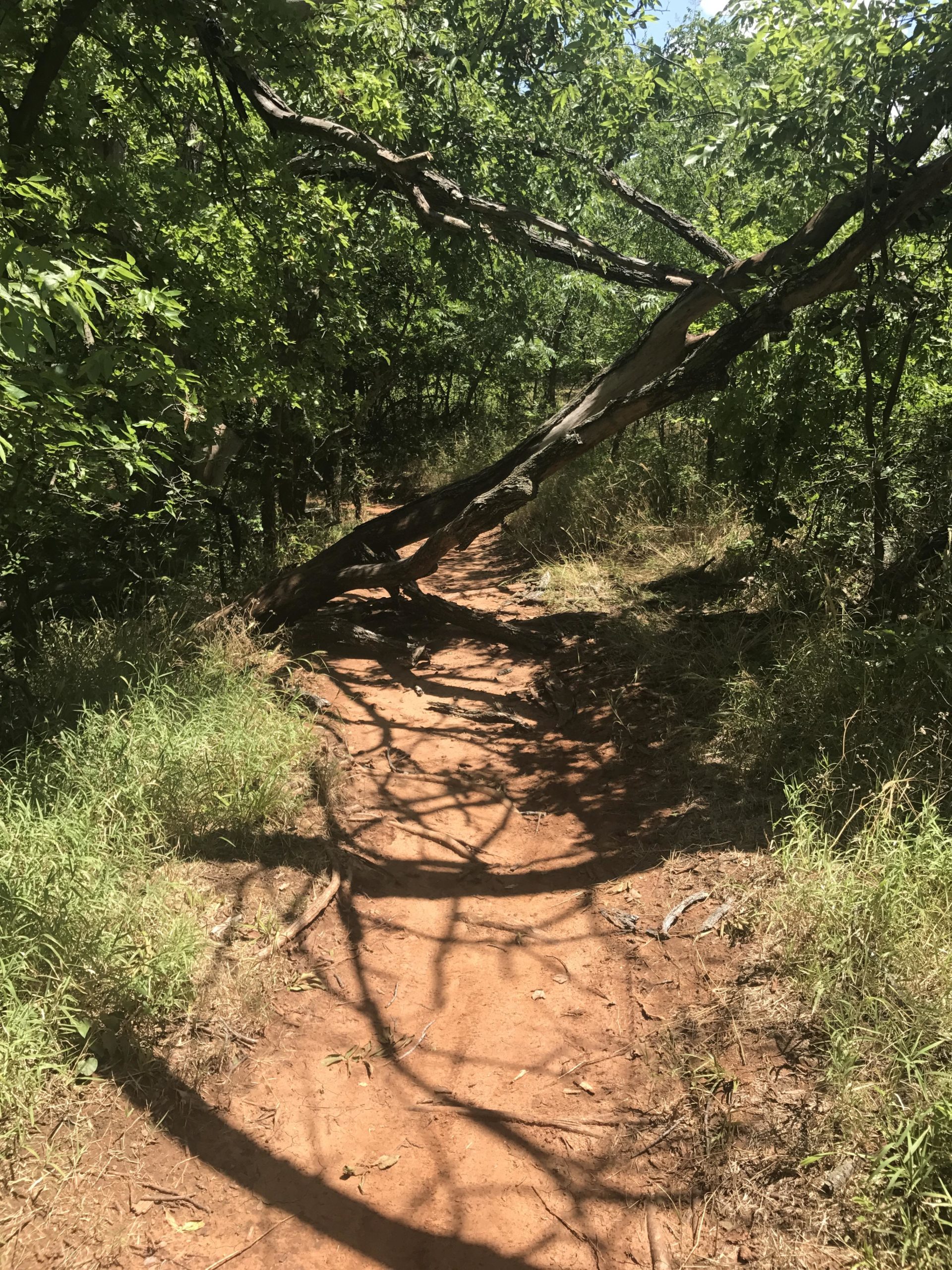 A dirt path winding through a lush green forest, with a large tree branch arching over part of the trail, casting shadows on the ground. Limited sunlight filters through the leaves, creating a tranquil and shaded atmosphere. The surrounding vegetation includes tall grass and bushes. Bluff Creek Trail mountain bike trail.