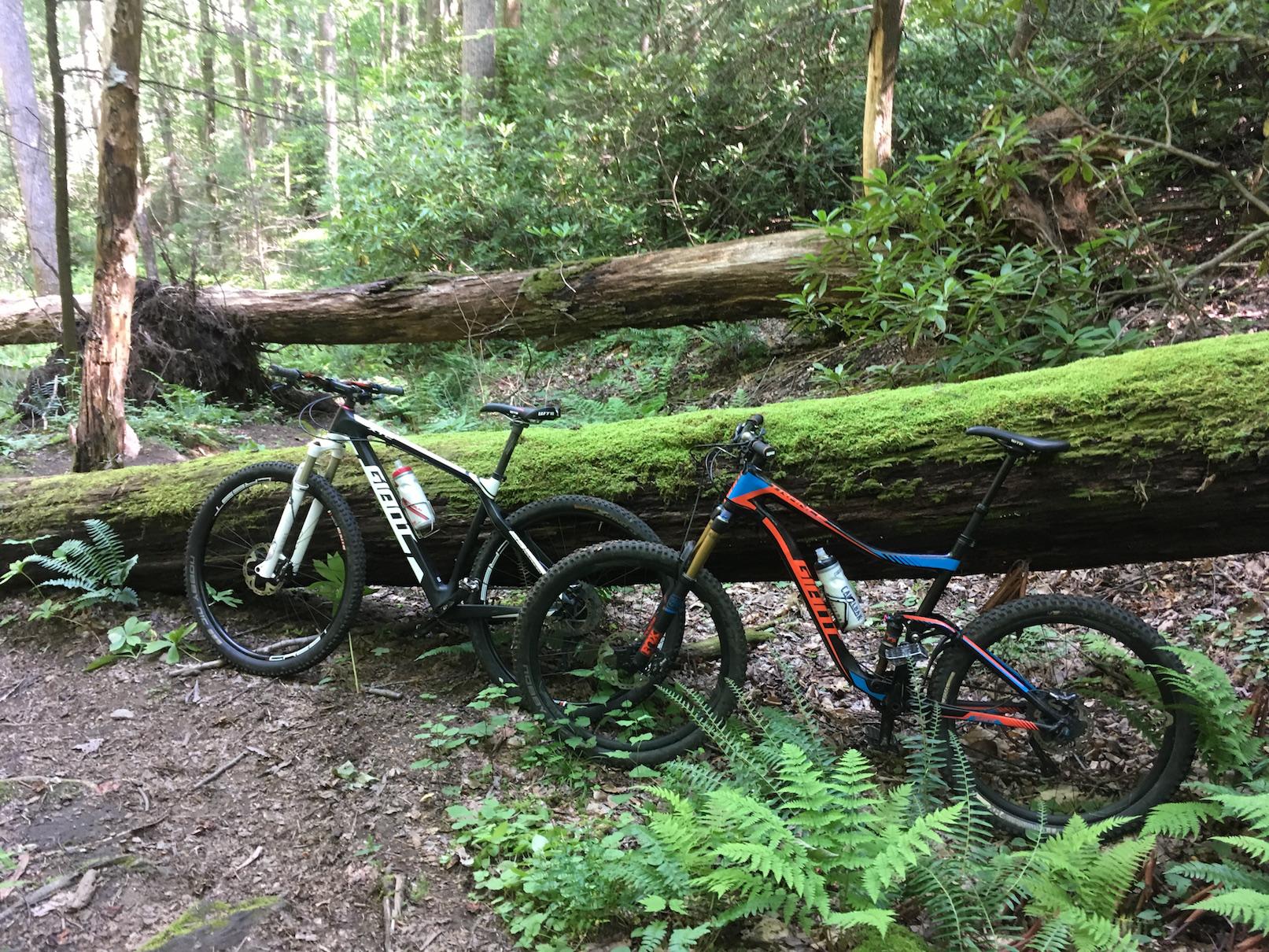 Giant XTC Composite 29er 1: Two mountain bikes resting against a moss-covered fallen log in a lush forest setting, surrounded by ferns and greenery. Sunlight filters through the trees, enhancing the natural beauty of the scene.