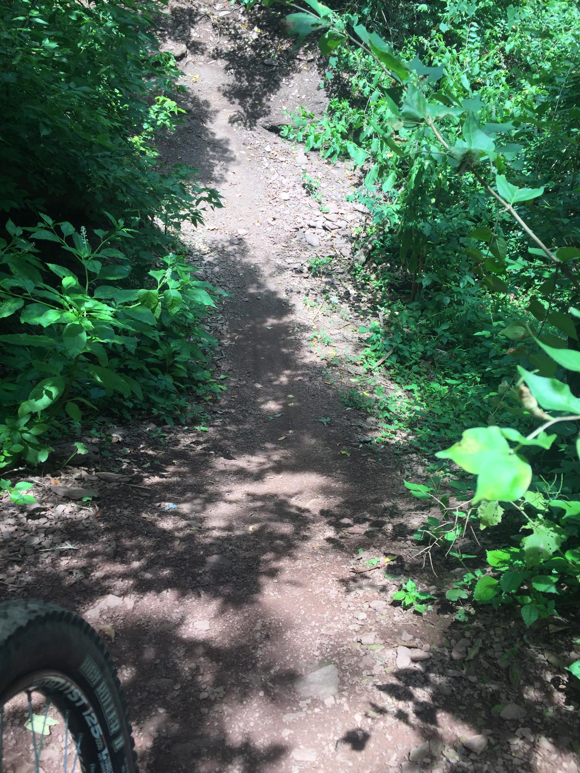 A narrow dirt trail winding through lush green foliage on a sunny day, with shadows from surrounding plants creating a dappled light effect on the ground. The view is taken from a lower perspective, showing part of a mountain bike tire in the foreground. Six Mile Run mountain bike trail.