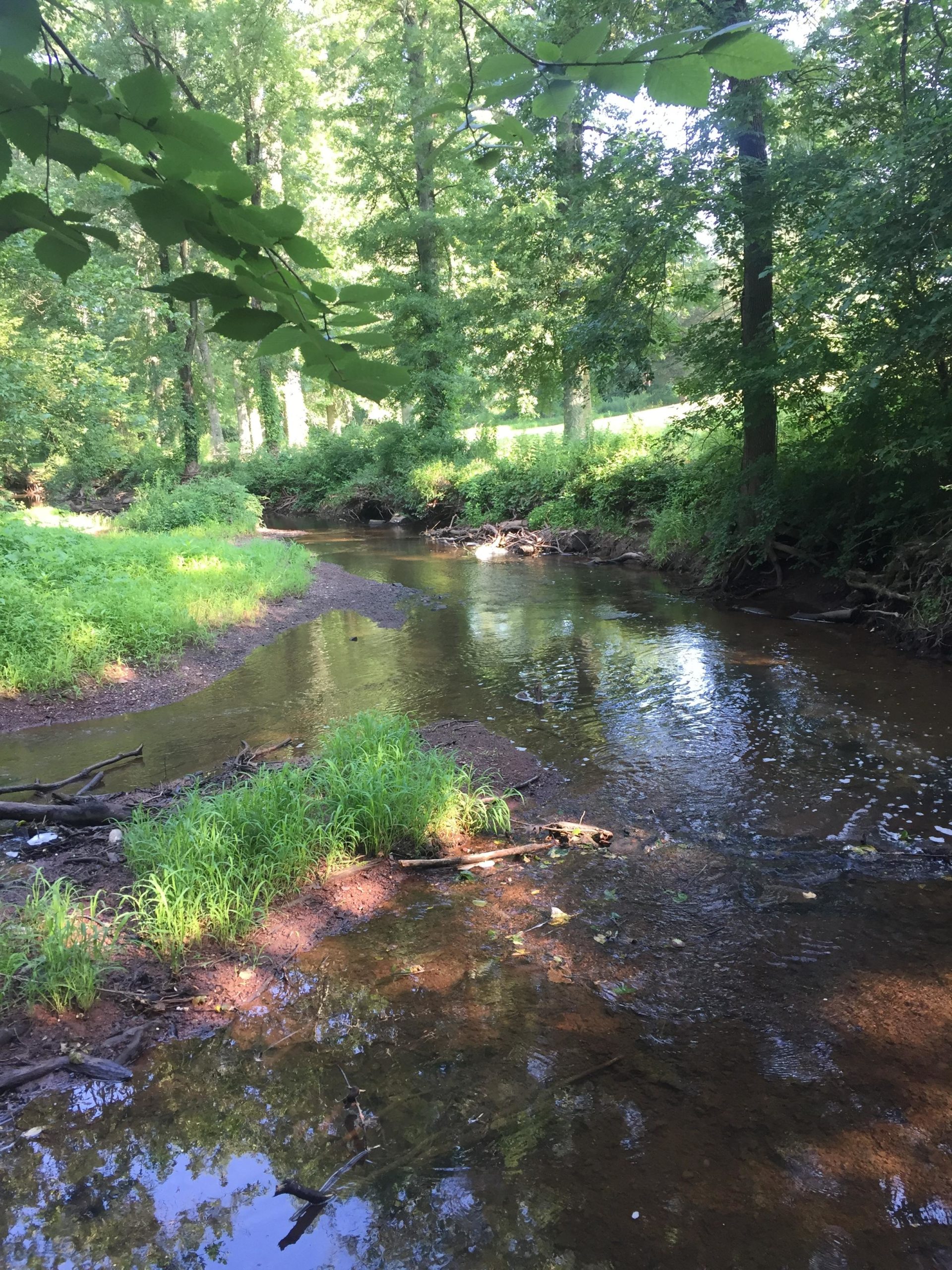 Serene stream winding through a lush green forest, with trees lining the banks and sunlight filtering through the foliage. The water is clear, reflecting the surrounding greenery and pebbles at the bottom, while small patches of grass and fallen branches add to the natural scenery. Six Mile Run mountain bike trail.
