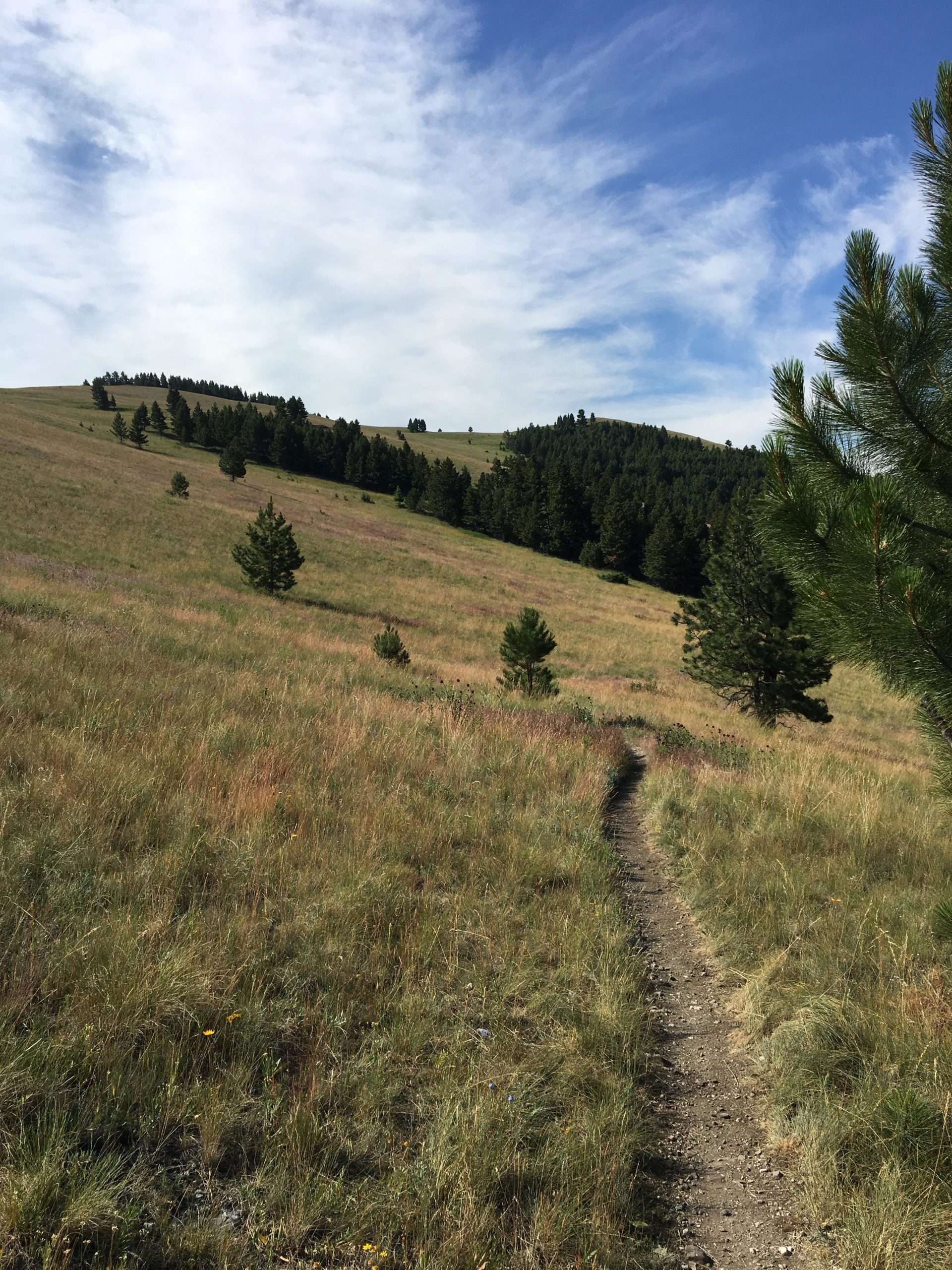 A narrow dirt path winding through a grassy meadow, surrounded by clusters of pine trees and rolling hills under a partly cloudy blue sky. South Hills Trail System mountain bike trail.
