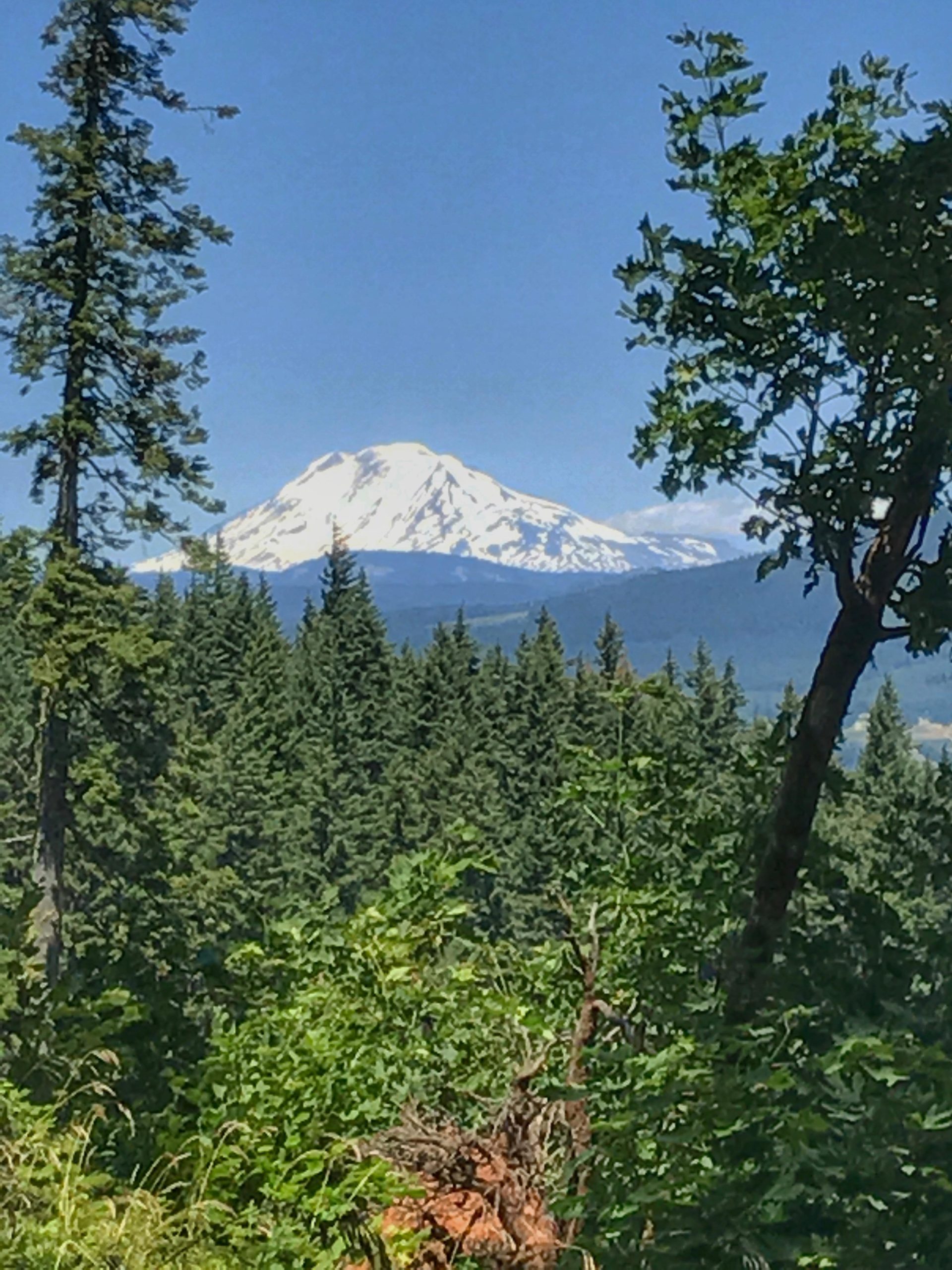 Snow-capped mountain rising in the distance, framed by lush green trees and a clear blue sky. Post Canyon mountain bike trail.