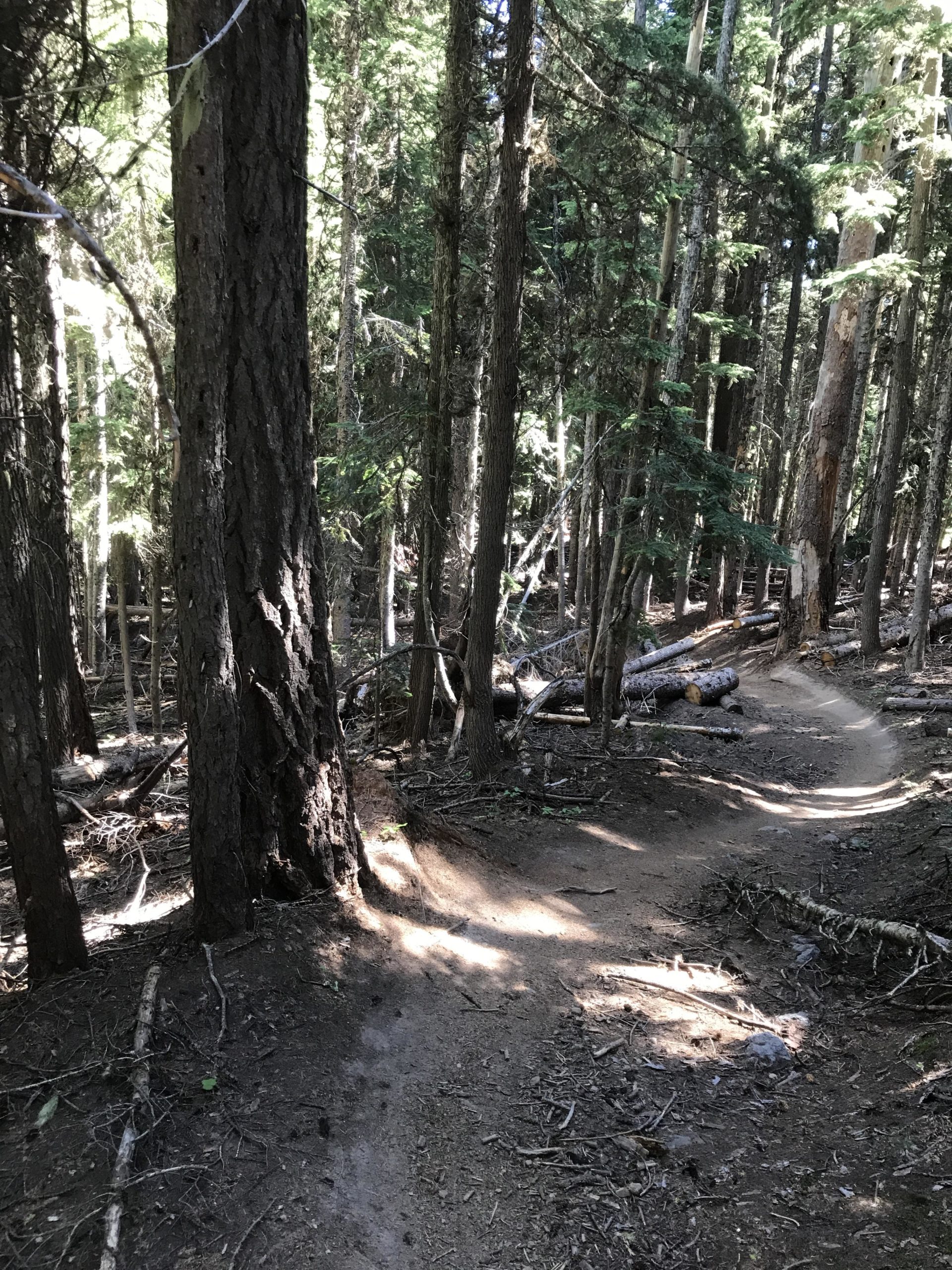 A winding dirt trail through a dense forest, surrounded by tall trees and sun-dappled patches of light. The path is narrow and curves gently, with some fallen logs and scattered branches along the sides. Lookout Mountain Trail/#450 mountain bike trail.