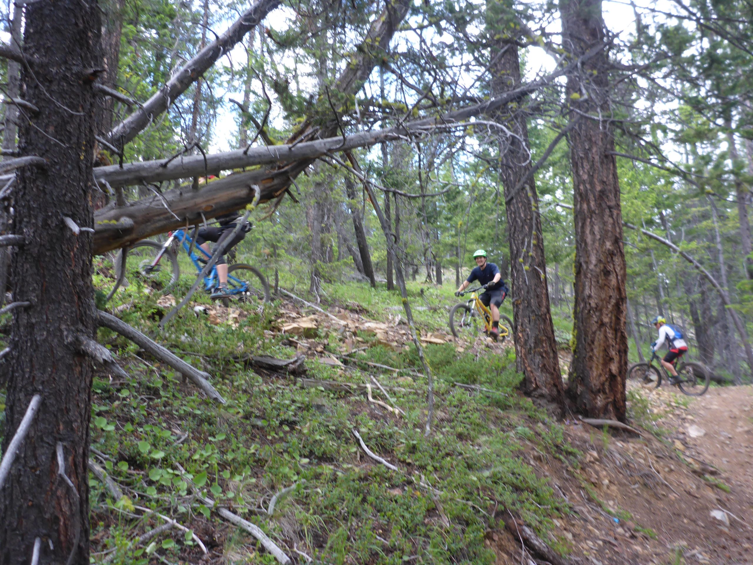 Mountain bikers navigating a wooded trail surrounded by trees and greenery, with rugged terrain and fallen logs visible along the path. Magic Line mountain bike trail.
