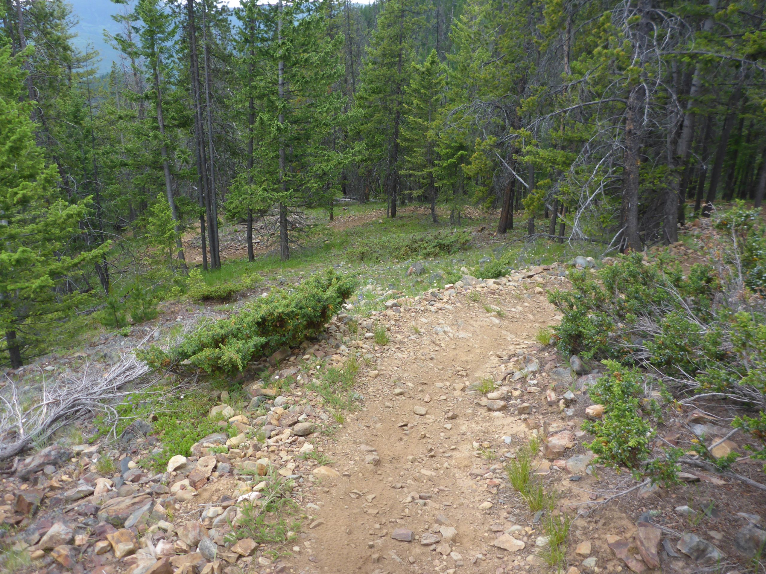 A dirt path winds through a dense forest of tall pine trees, lined with rocks and small shrubs. The ground is uneven, with patches of grass and scattered stones, creating a natural hiking trail that leads into the greenery. Magic Line mountain bike trail.