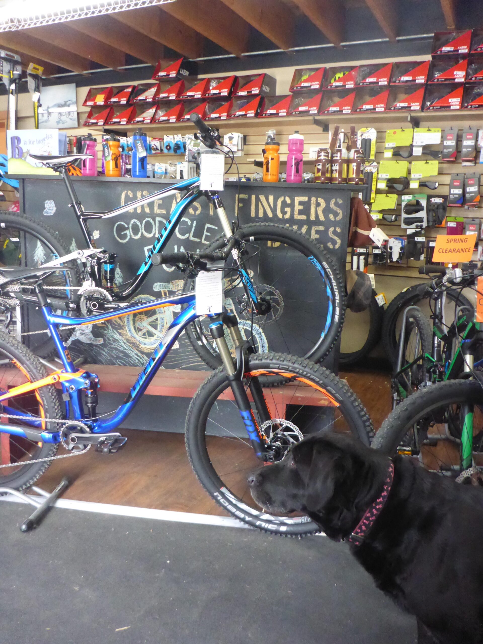 A well-lit bike shop interior featuring various bicycles on display, including a blue mountain bike with orange accents. In the foreground, a black dog with a collar is observing the scene, while the back wall showcases an assortment of biking accessories, water bottles, and a sign highlighting a spring clearance sale.