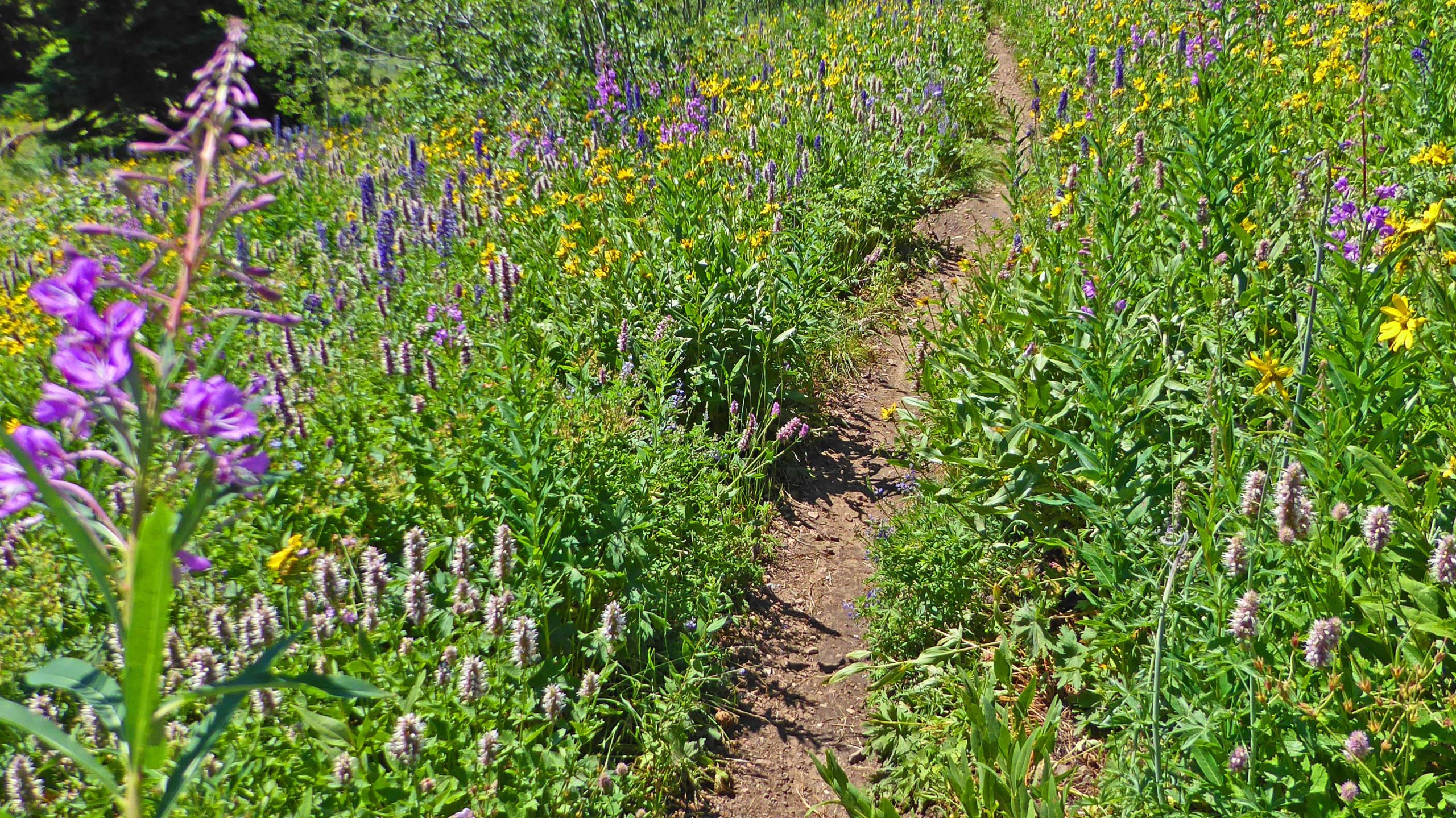 A vibrant field of wildflowers in various colors, including purple, yellow, and green, with a narrow dirt path winding through the center. Ferrins-Game-Cache Loop mountain bike trail.
