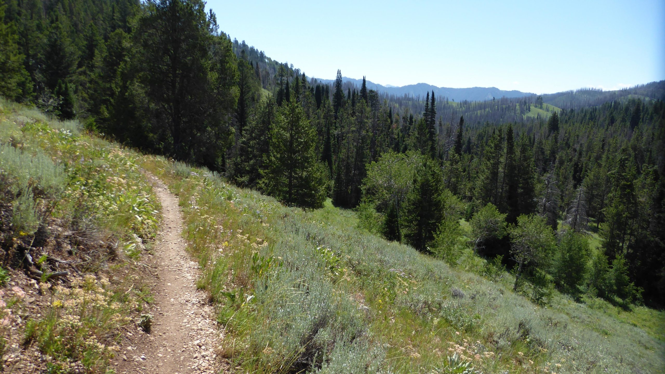 A winding dirt trail surrounded by lush greenery, with various wildflowers along the path and tall trees in the background. The scenery features rolling hills and a clear blue sky, suggesting a peaceful outdoor setting perfect for hiking. Ferrins-Game-Cache Loop mountain bike trail.
