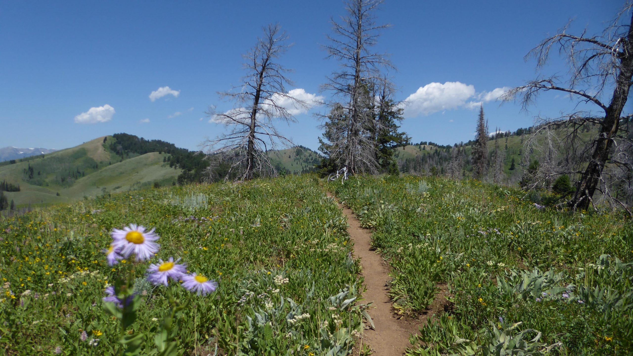 A scenic landscape featuring a dirt trail winding through a vibrant meadow filled with wildflowers, with two tall dead trees in the foreground. In the background, rolling green hills and a clear blue sky with scattered clouds create a serene natural setting. Ferrins-Game-Cache Loop mountain bike trail.