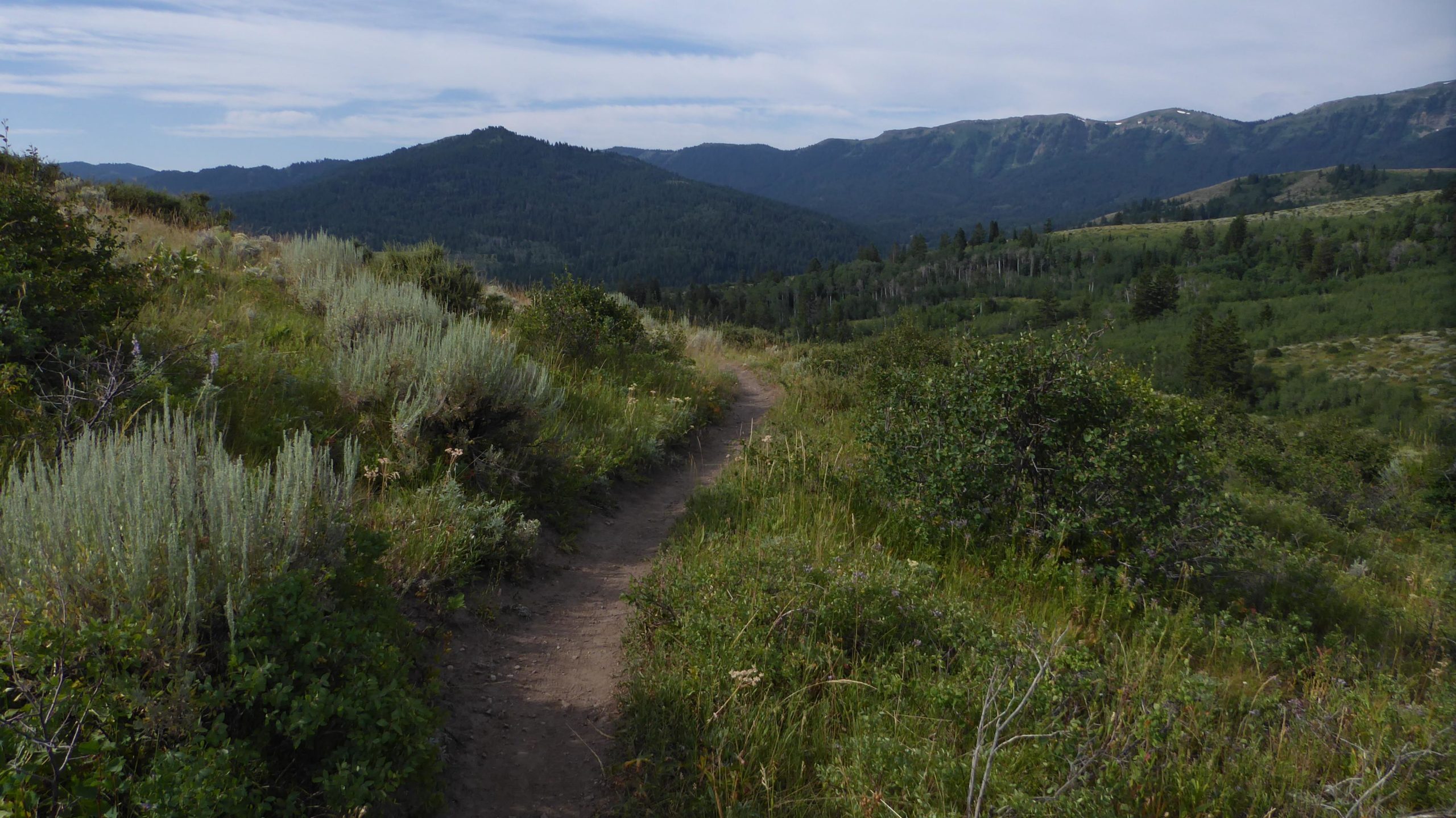 A scenic hiking trail winding through lush greenery, surrounded by mountains under a partly cloudy sky. The path is flanked by grasses and shrubs, leading into the distance where the mountains rise majestically. Southbound mountain bike trail.