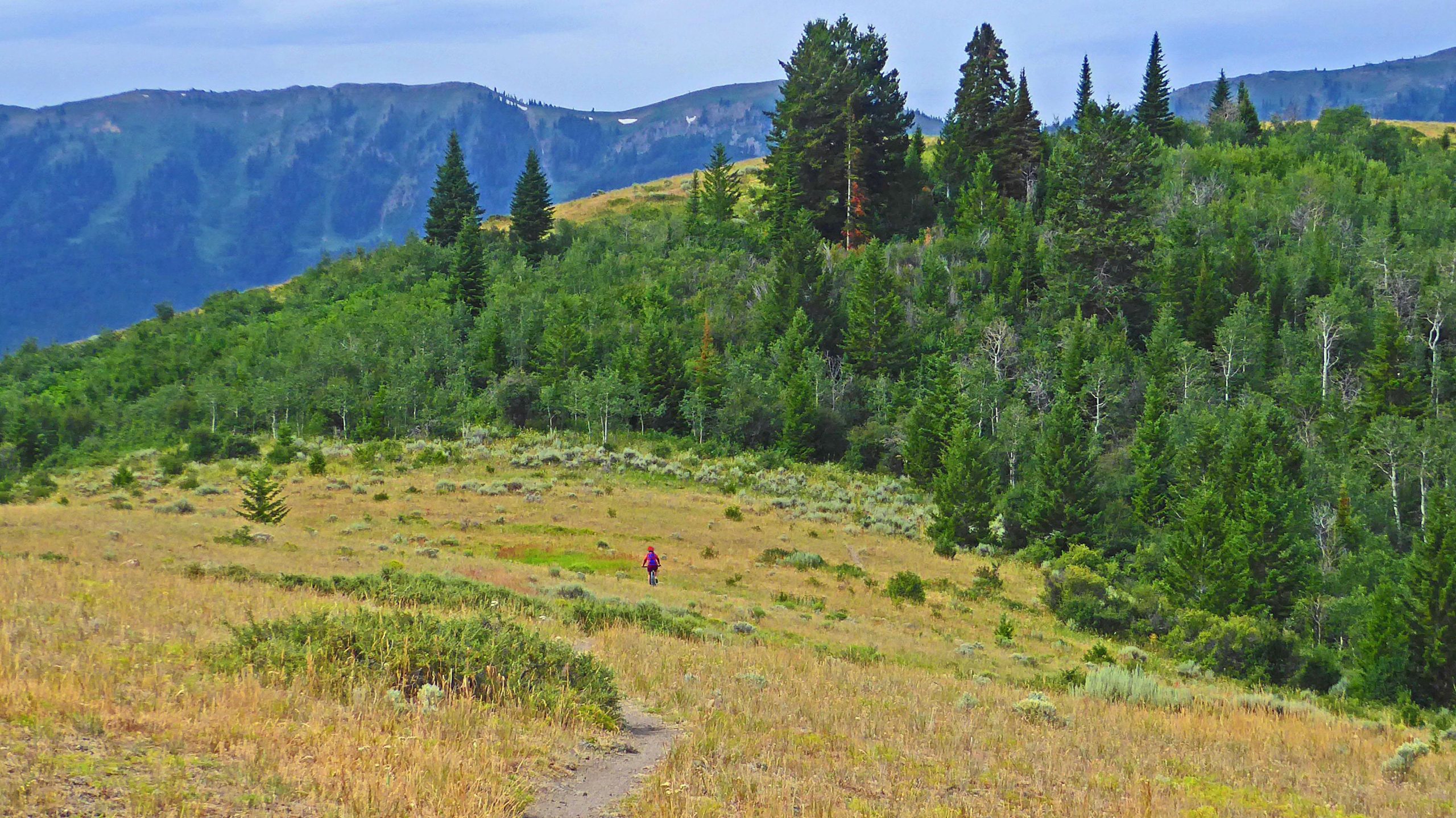A person wearing a red jacket walks along a dirt path through a grassy area surrounded by trees and mountains in the background. The landscape features a mix of green foliage and dry grass, with distant mountain peaks visible under a cloudy sky. Cody