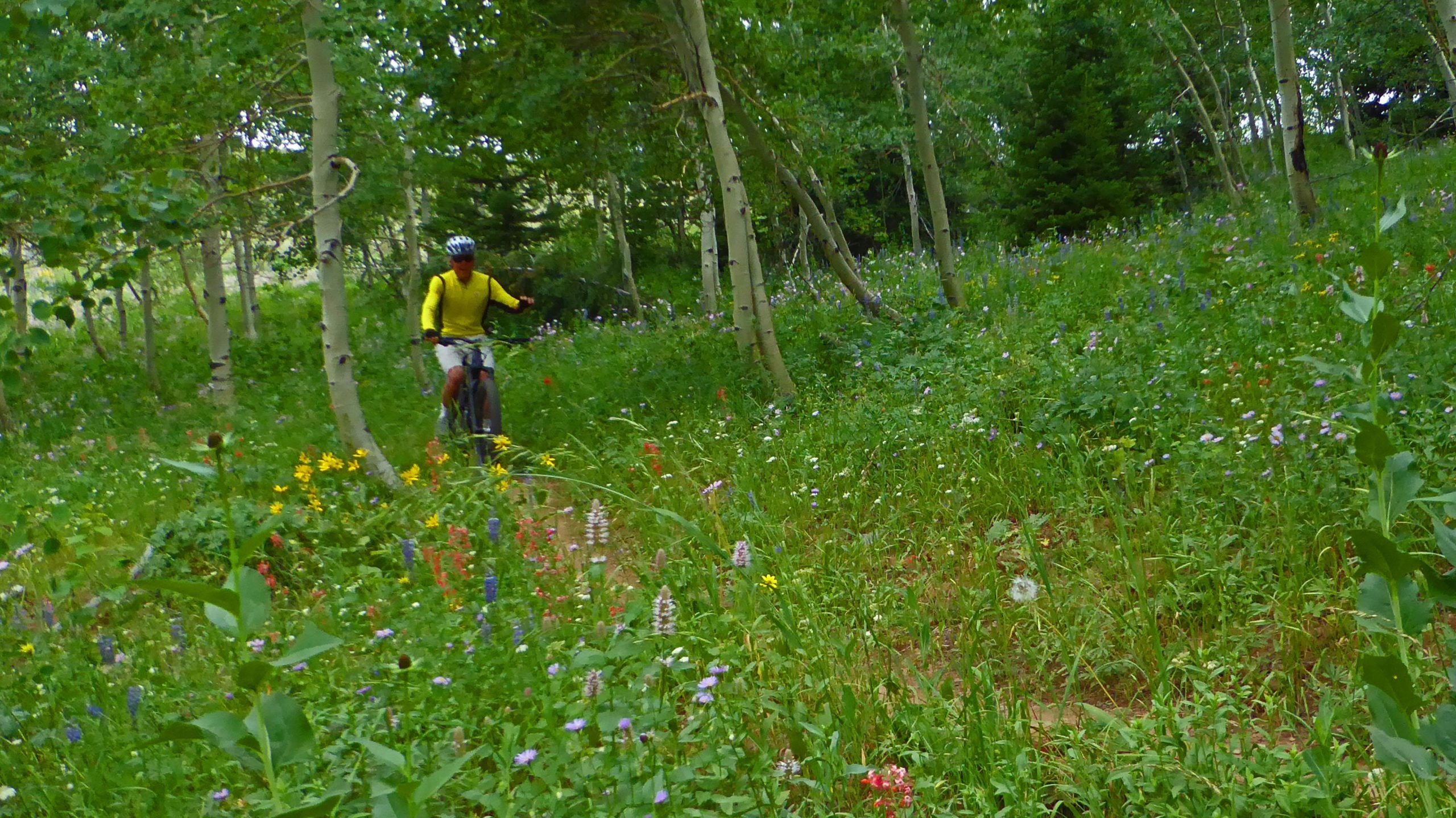 A cyclist in a bright yellow shirt rides a mountain bike along a narrow path through a lush, flower-filled meadow surrounded by trees. Wildflowers in various colors, including purple and yellow, bloom abundantly in the vibrant green grass. Colter's Escape mountain bike trail.