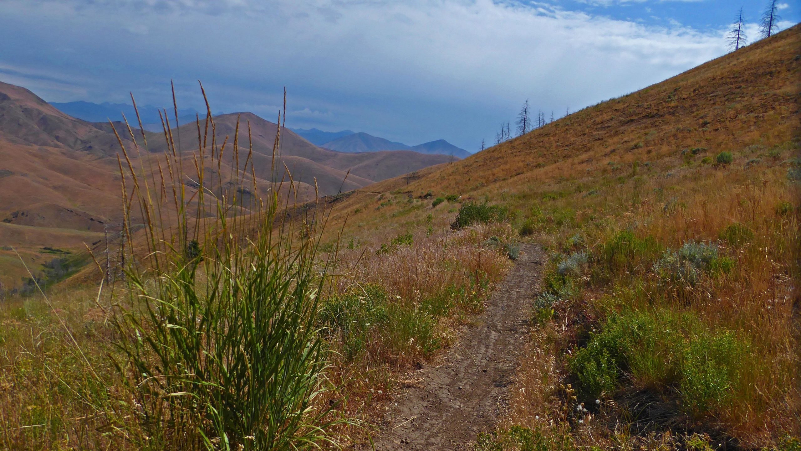 A winding dirt path leads through a grassy hillside with tall plants on the left side. The landscape features rolling brown mountains in the background under a partly cloudy sky, creating a serene and natural outdoor scene. Two-dog mountain bike trail.