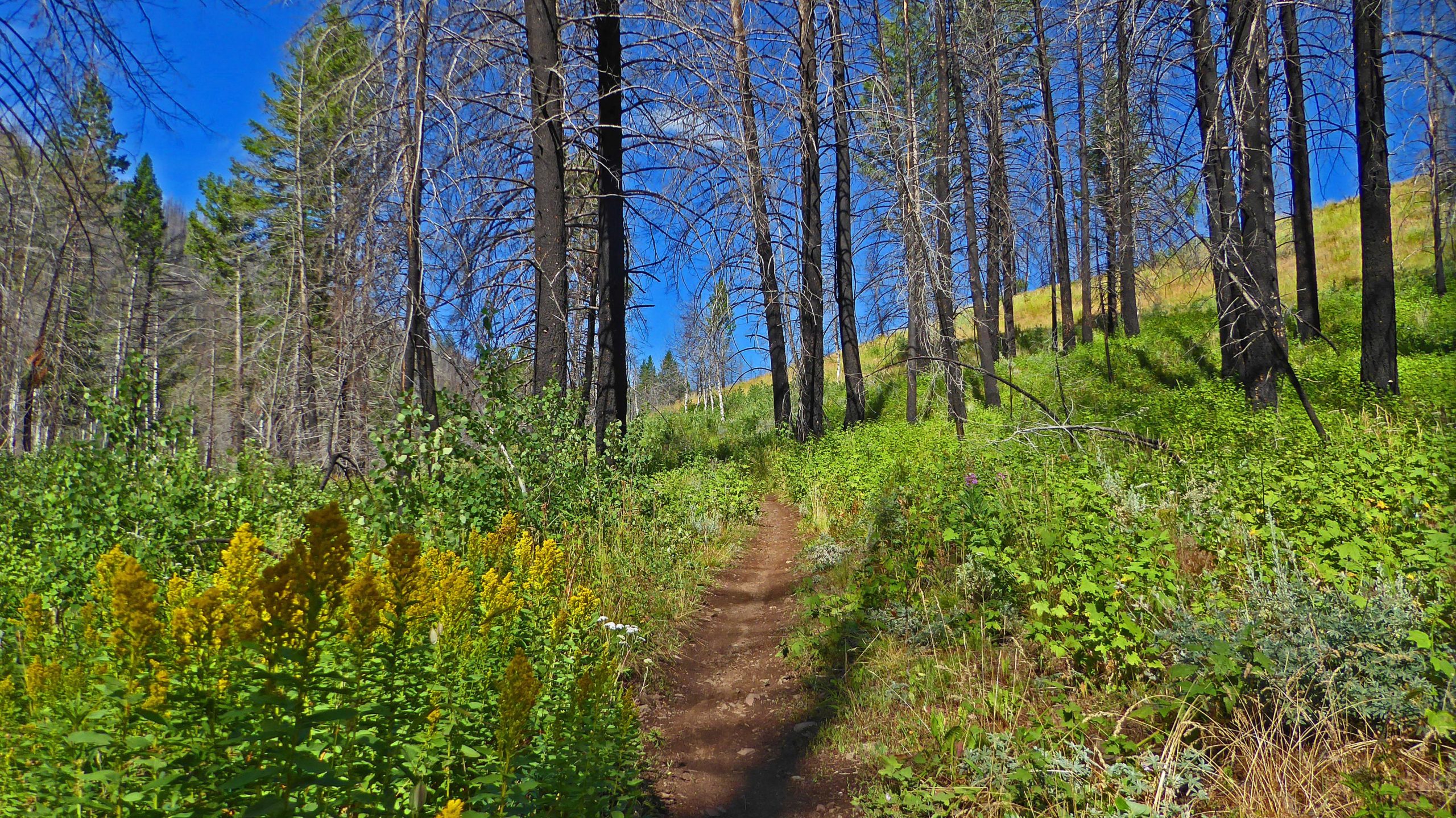 A winding dirt path leads through a forest with tall, thin trees, some of which are bare and blackened, possibly from a recent fire. Lush green vegetation, including yellow wildflowers, flourishes along the sides of the trail under a clear blue sky. The scene captures the contrast between the recovering forest and the remnants of previous damage. Greenhorn Gulch mountain bike trail.