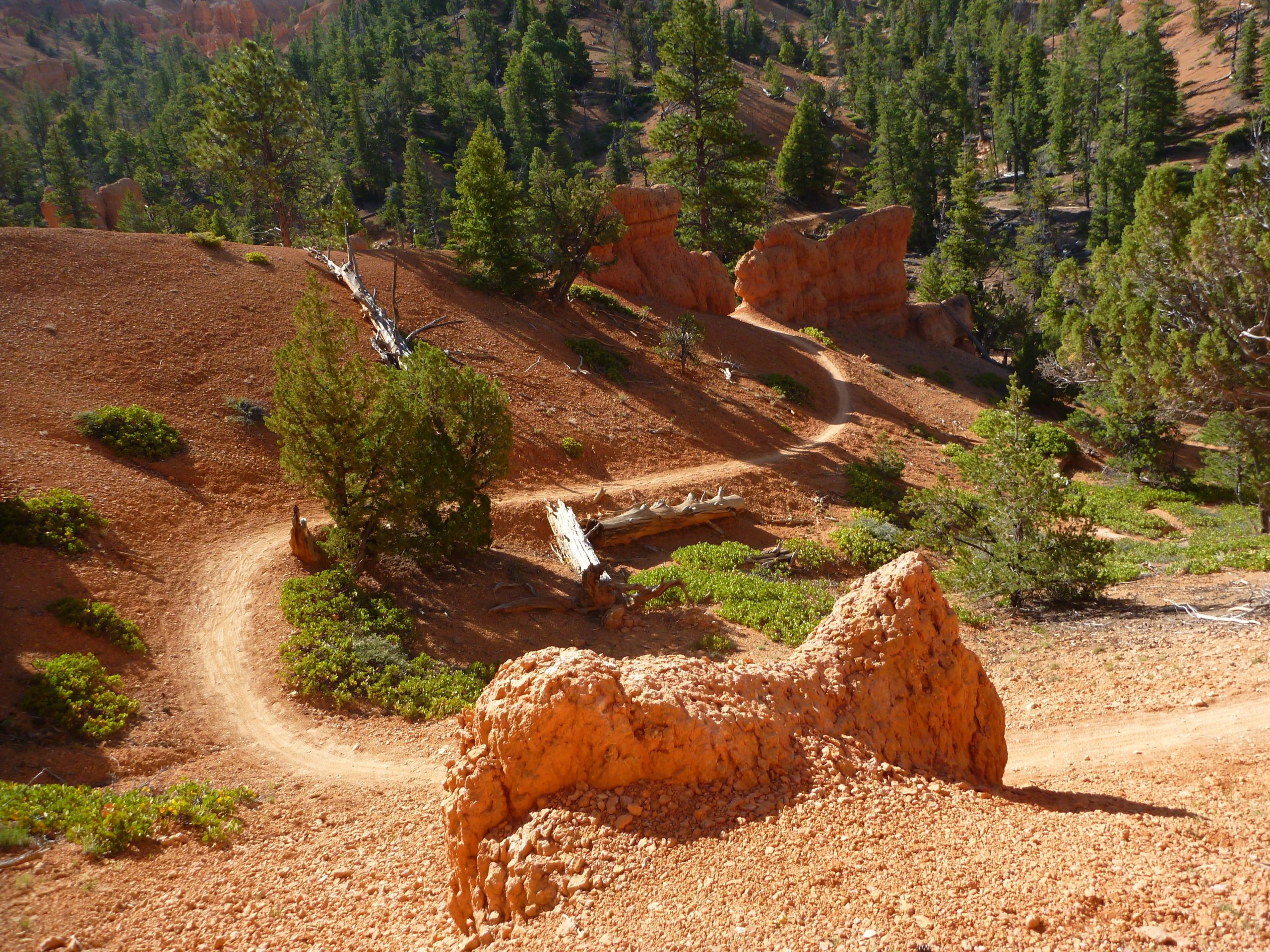 A winding dirt path nestled among orange and reddish clay terrain, bordered by green shrubs and trees under a clear blue sky. The landscape features rocky outcrops and gently sloping hills, showcasing a vibrant natural setting. Thunder Mountain mountain bike trail.